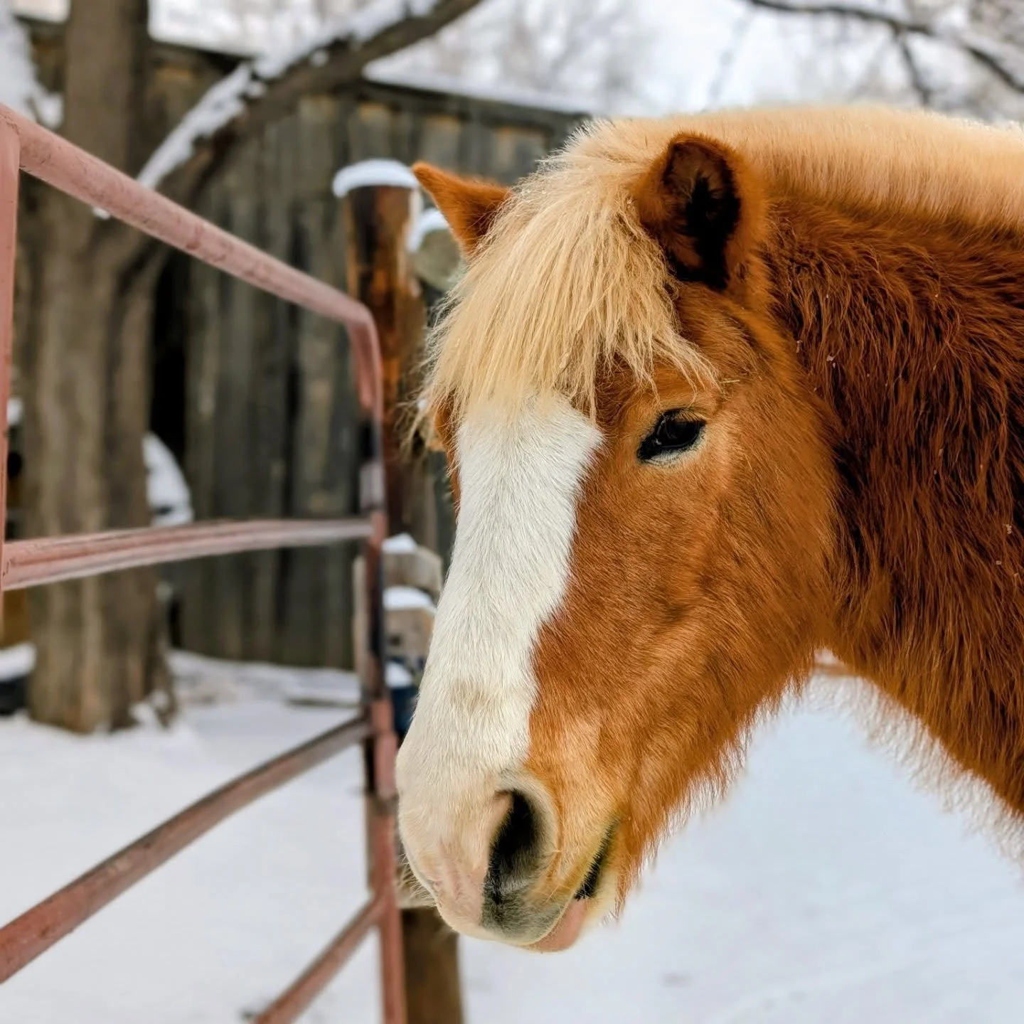 Snowy farm animals Monday morning! ❄️ 

#laughingbuckfarm #friendsoflaughingbuckfarm #outdooreducation #farmlife❤️ #fortcollinscolorado