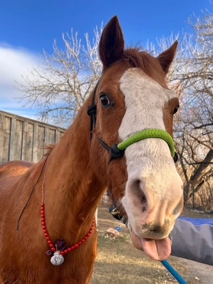 Sweet Ladybug 🐴✨🫶🏼

Everyone who has ridden at or been in programming at the farm has likely been befriended by a big coppery horse with four white socks and a big blaze. Ladybug had been countless children&rsquo;s first riding experience, and for