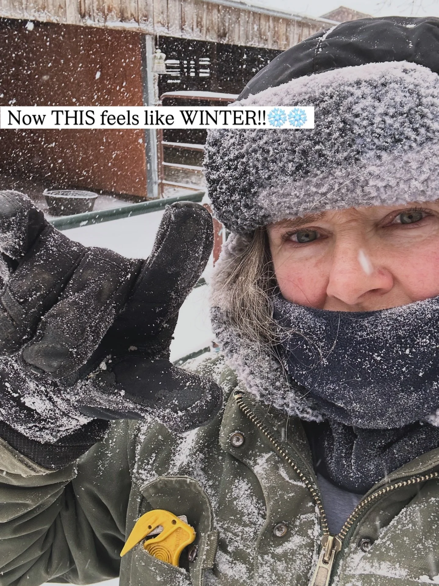 As the main caretaker of the farm, I love the feeling of stewarding these sweet animals through the snow and cold with extra hay, warm slops, grain and extra TLC.  Everyone did well and myFarmHer heart is full. ❄️🤠✨🌀☀️🐴🐓🐷
#laughingbuckfarm #frie