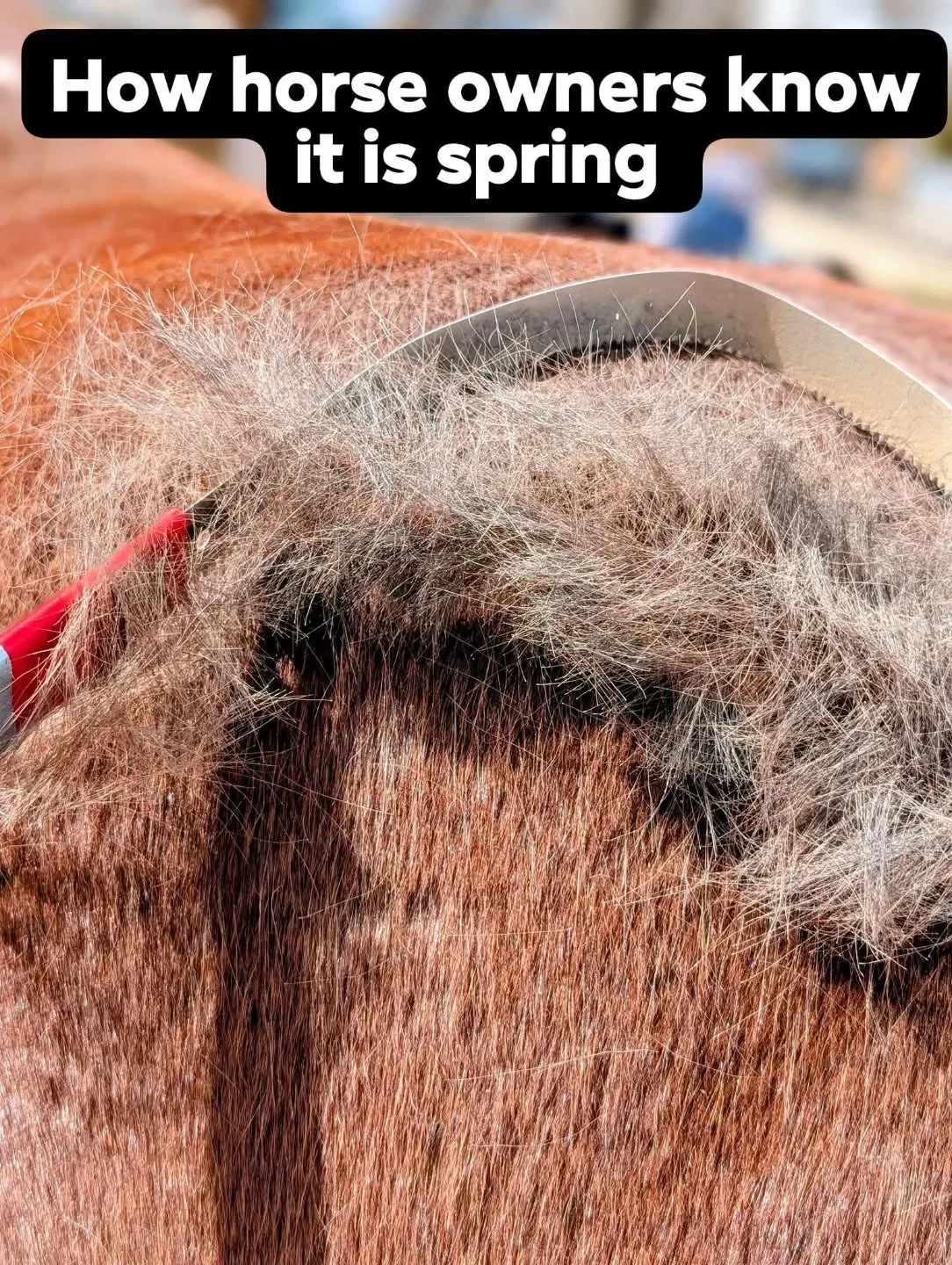 Ahhhh it is "fur on fresh chapstick" season 🤣 

#laughingbuckfarm #friendsoflaughingbuckfarm #horsefacts #fortcollinscolorado #allweatherlearning