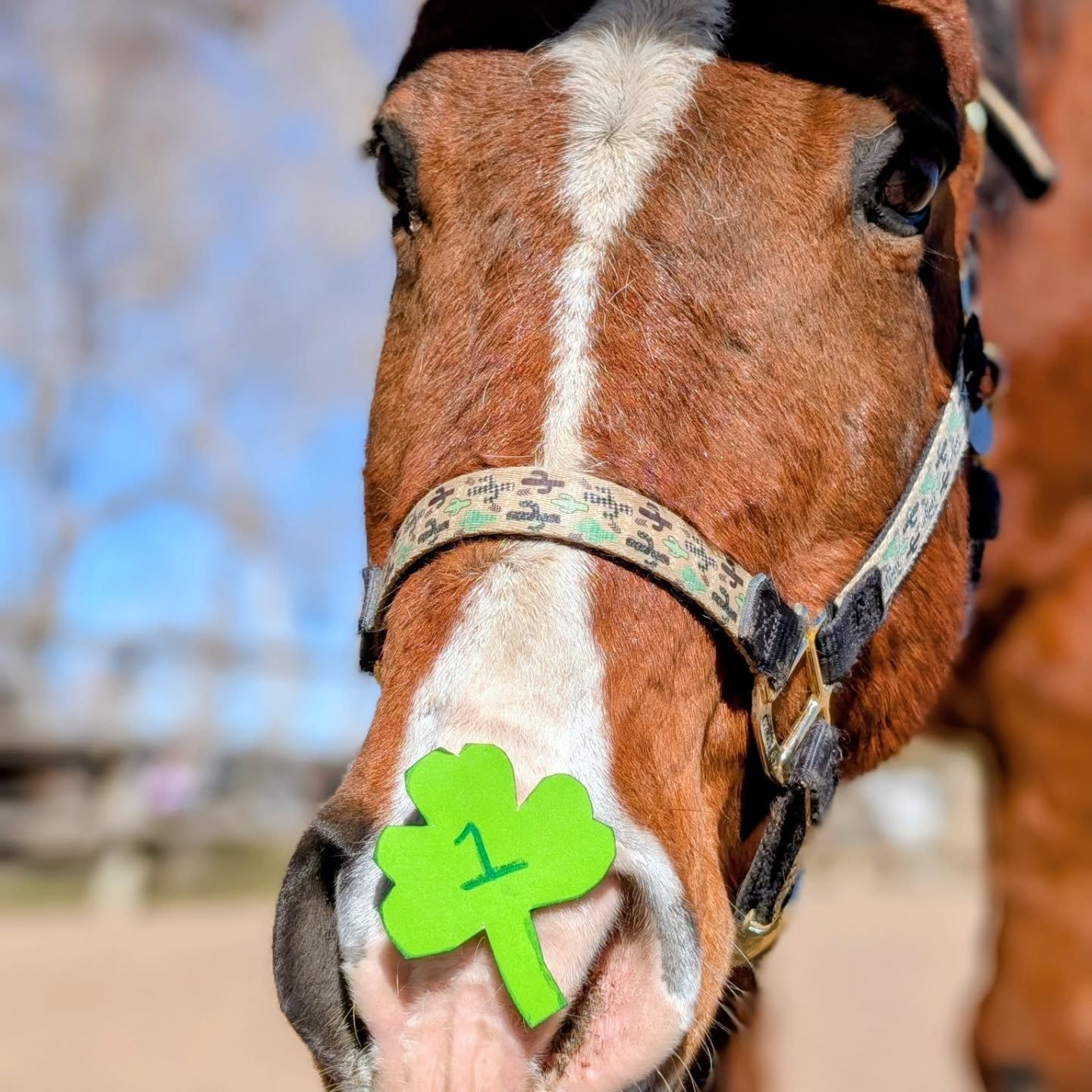 Playing with lucky clovers 🍀 in classes today! Even Ranger got festive. 

#laughingbuckfarm #friendsoflaughingbuckfarm #fortcollinscolorado #ridinglessons #horseridinggames