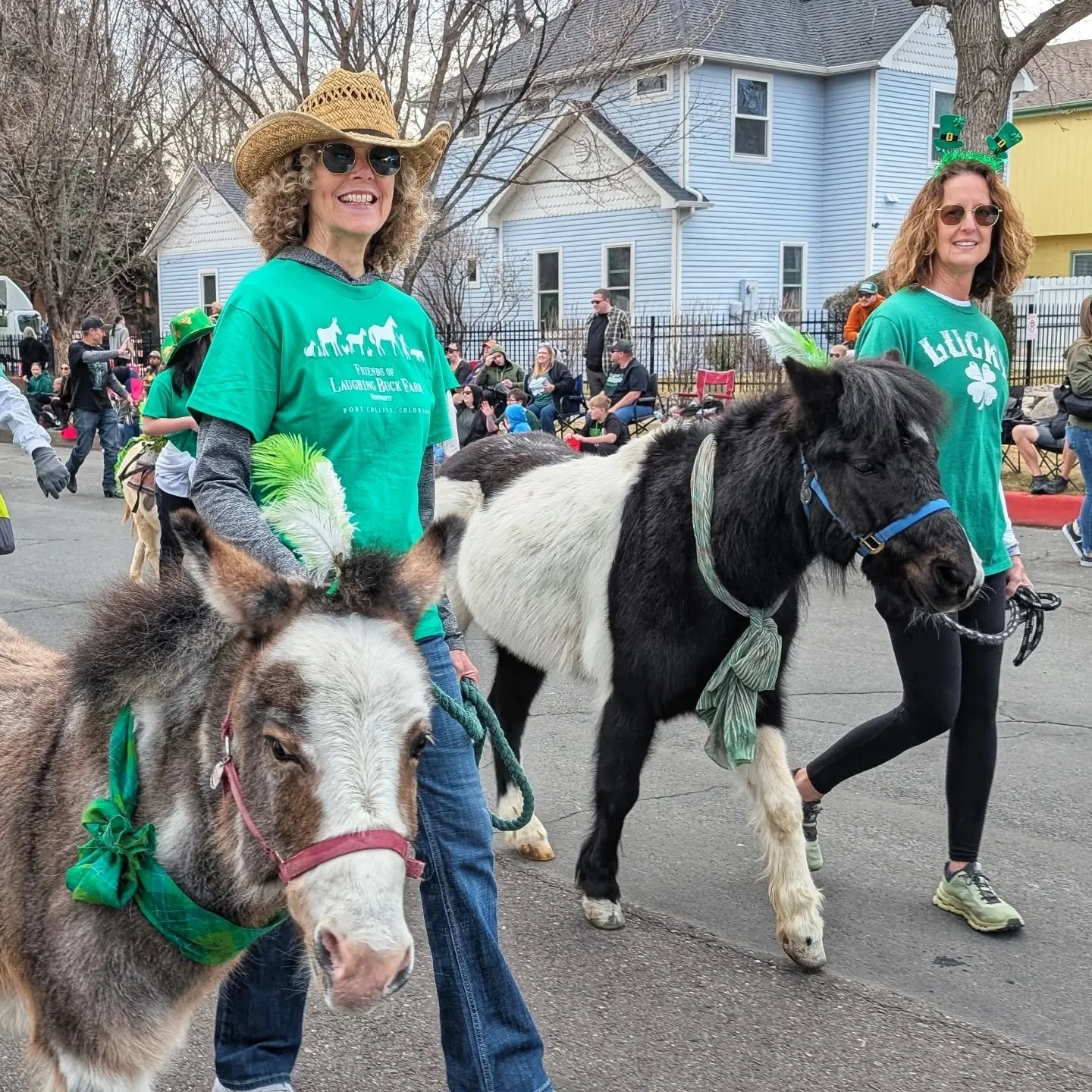 St Patrick's Day Parade fun with donkeys, a mule, and a pony, plus three awesome dogs today representing Laughing Buck Farm during the Fort Collins St Patrick's Day Parade! 

So proud of our littles Champ and Drizzle for doing so well, and Lass (our 