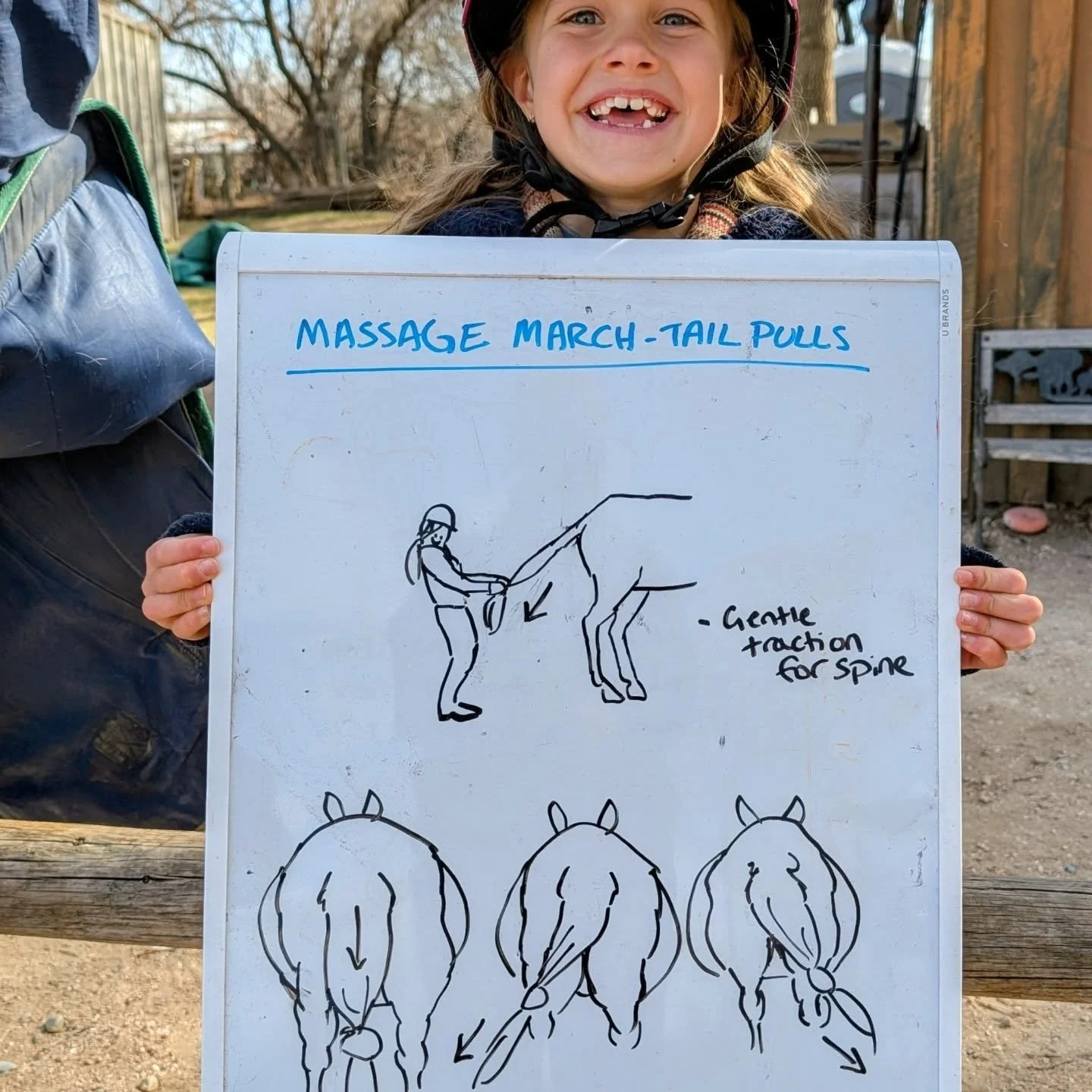 Students are learning gentle tail pulls for Massage March in riding lessons! 

This puts traction on the spine and helps the horse's whole spinal column rest and relax. 

#laughingbuckfarm #friendsoflaughingbuckfarm #equinemassagetherapy #ridinglesso