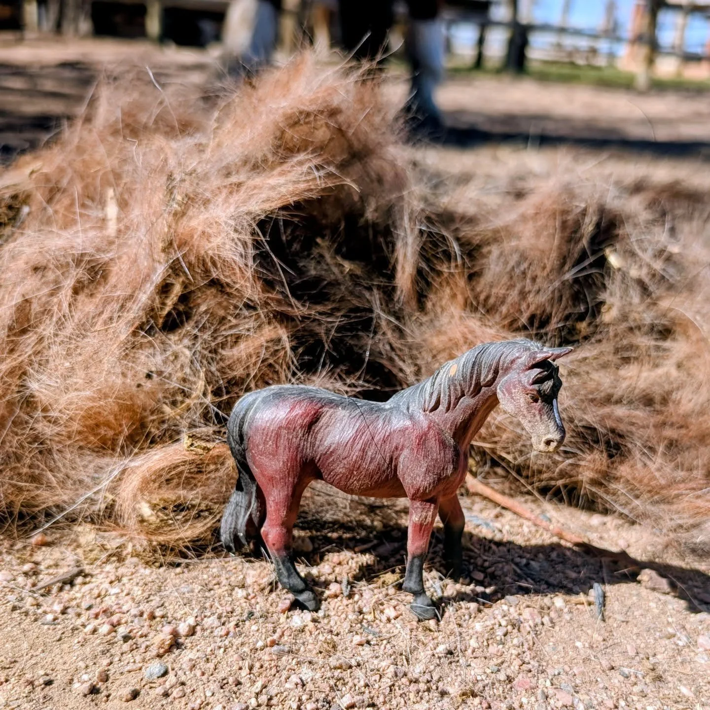 Oops! Instructor Rachel groomed too much fur off of Ranger and it turns out he's much smaller than previously thought! 

😂😂😂 

#laughingbuckfarm #friendsoflaughingbuckfarm #lessonhorse #horseriding #fortcollinscolorado