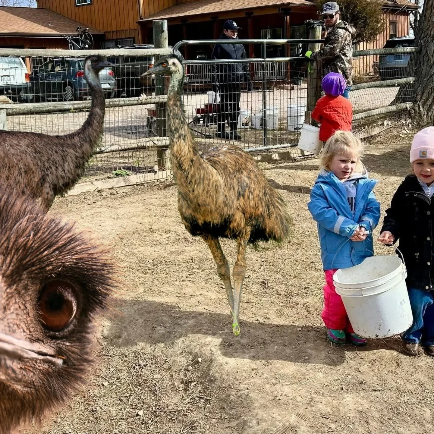 Some big changes have been happening on the farm lately! 
Families who have recently been to Laughing Buck Farm have been surprised by our newest additions, some stating "this farm has gone to the birds!"

Why, you ask? 

Well, we have some
