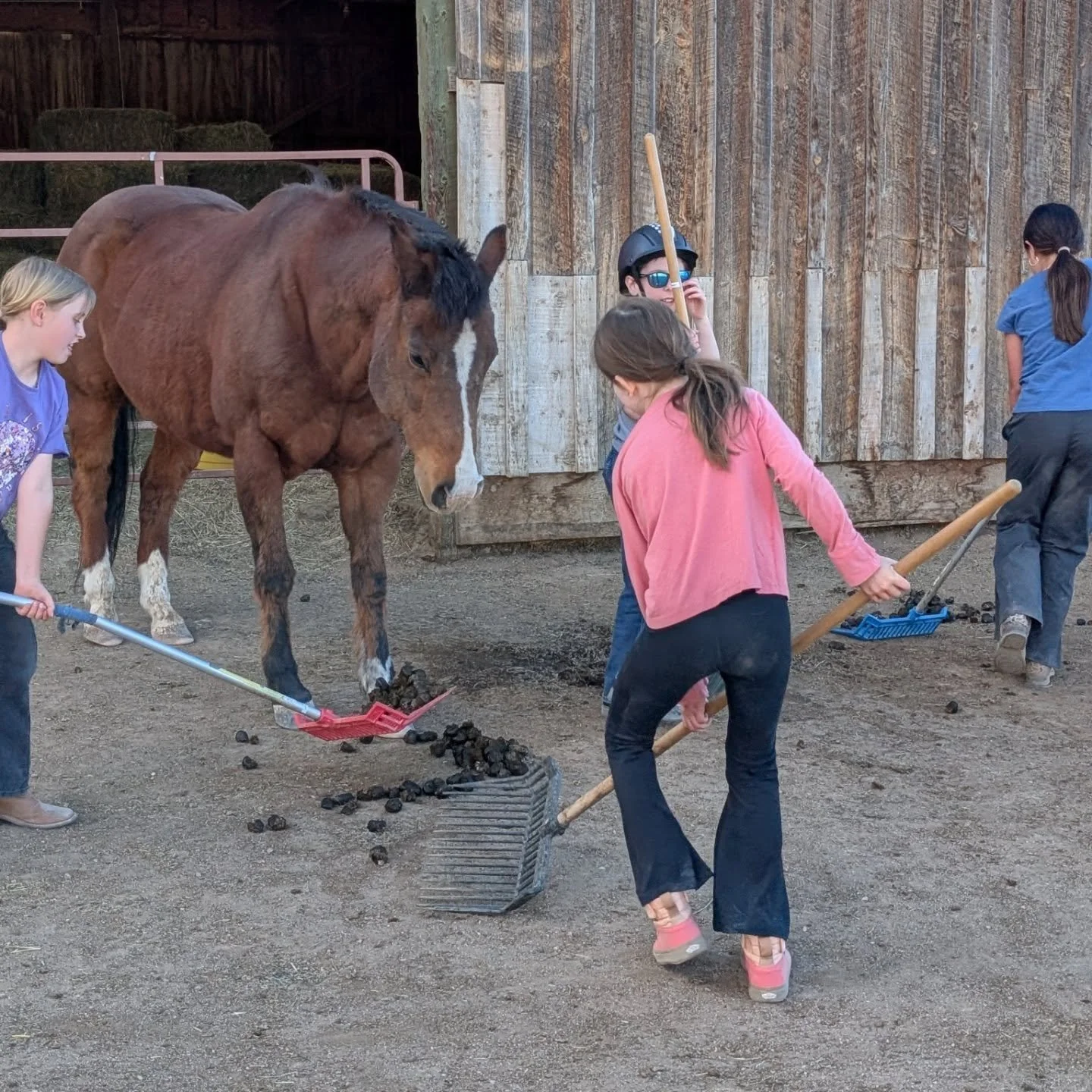 Kids in Equestrian Club not only learn how to catch, tie, groom, tack and ride their horse, but also how to care for their horse! 

This is ALL a part of being a good equestrian. Responsibility, communication, friendship, and farm sense all play a pa