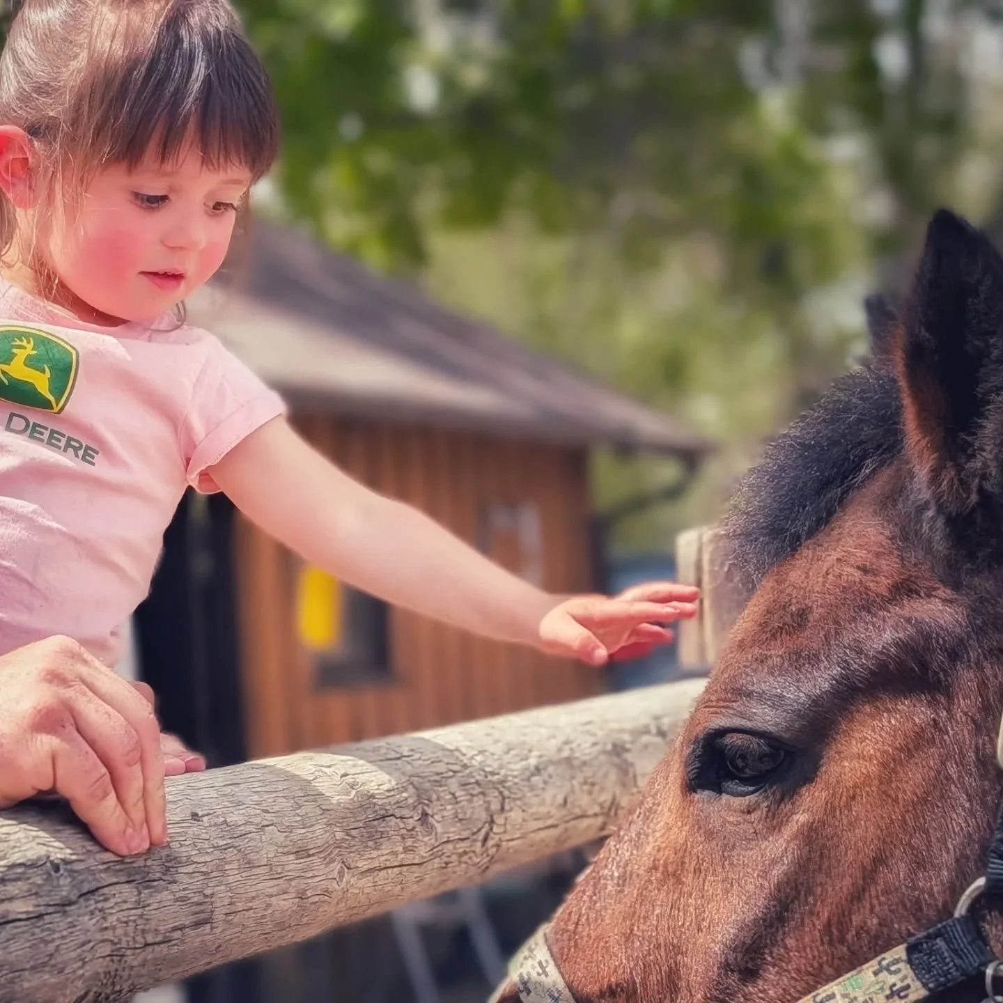 Some sweetness, connection, and love today at the farm during Farm School and riding lessons! 

#laughingbuckfarm #friendsoflaughingbuckfarm #allabilitieswelcome #allweatherlearning #adaptiveriding