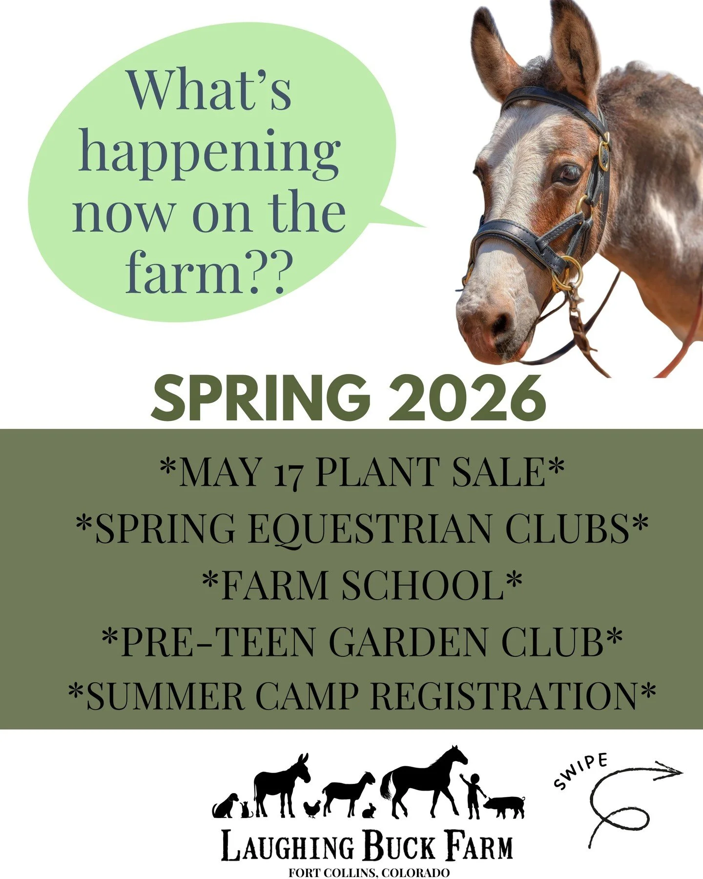 So much is happening RIGHT NOW on at Laughing Buck Farum. Noco freinds, read all about our current offerings below. You can find us in North Fort Collins! 

*Riding Lessons
*Equestrian Clubs for ages 5-7 and 8 and up
*Farm School for ages 1-10 (throu