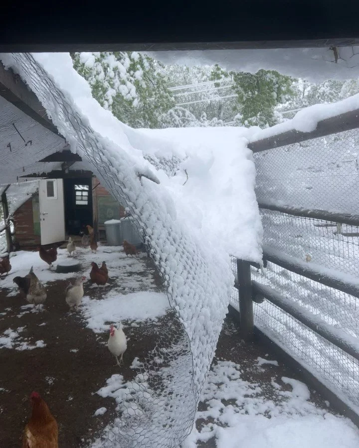 The heavy spring snowstorm brought lots of downed branches, wrecked chicken run and some flooding.  The roof on the horse shed is still missing from the last wind storm.  But we&rsquo;ll take it with gratitude. 

The rain and snow were much needed he
