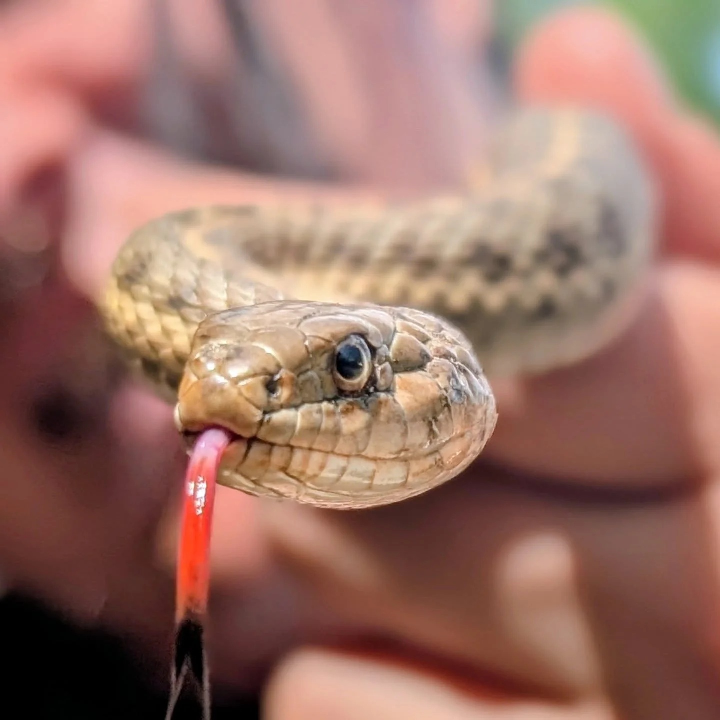 Absolutely gorgeous terrestrial garter snake found near the tack room! Snakes are so important for our environment and as pest control, they can't be beat! 

Life on a farm isn't complete without a few nice mouse-eating snakes around. 

#laughingbuck