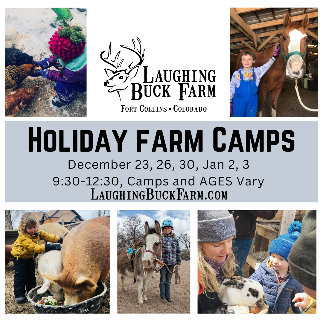December 2025 Holiday Camps