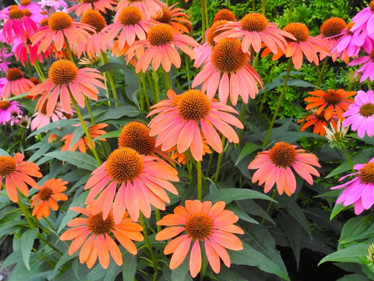 Native Plants Matter More in Cities — And How to Use Them Economically in Urban Zone 7