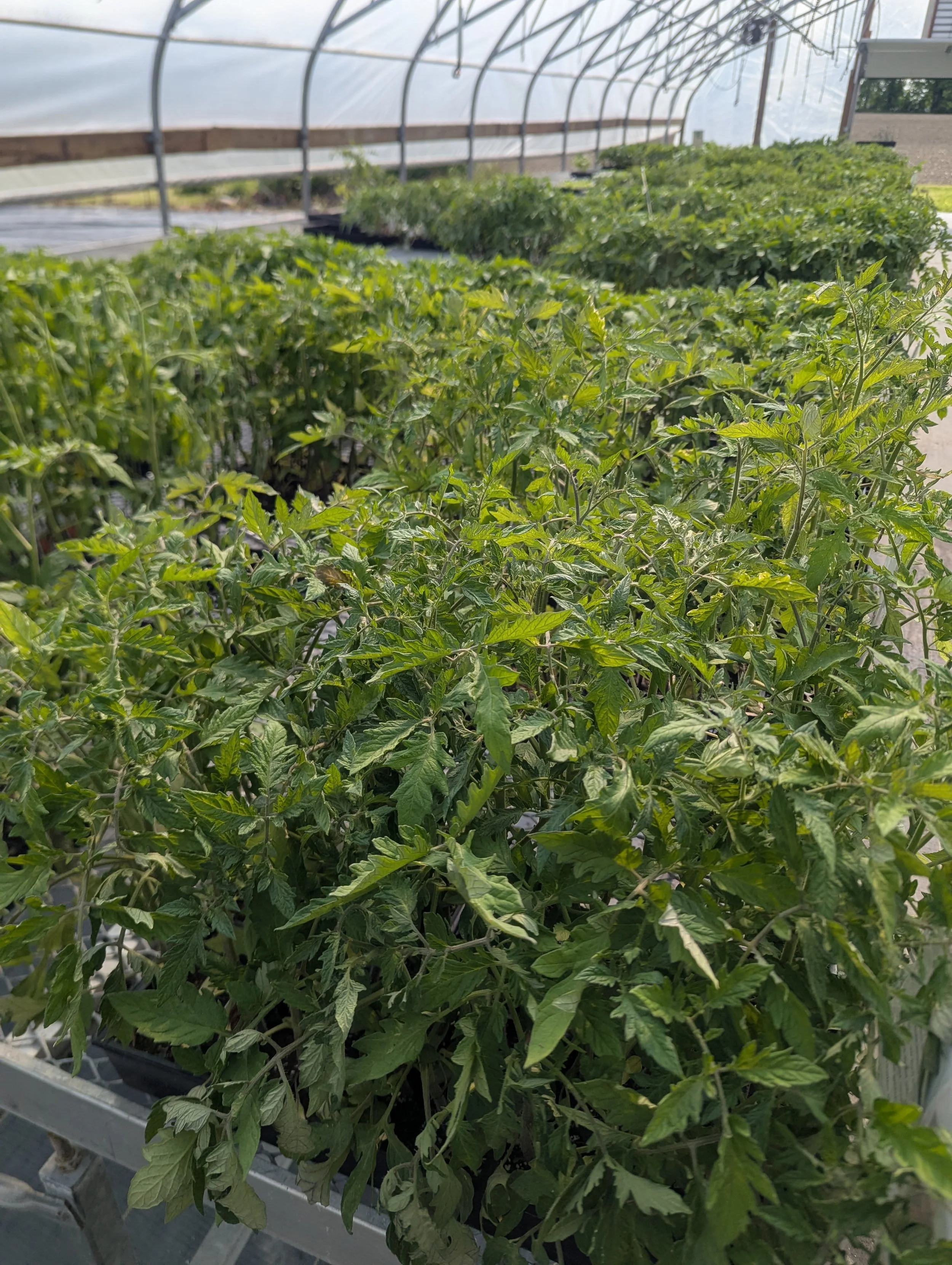 Green tomato plants growing in a greenhouse.