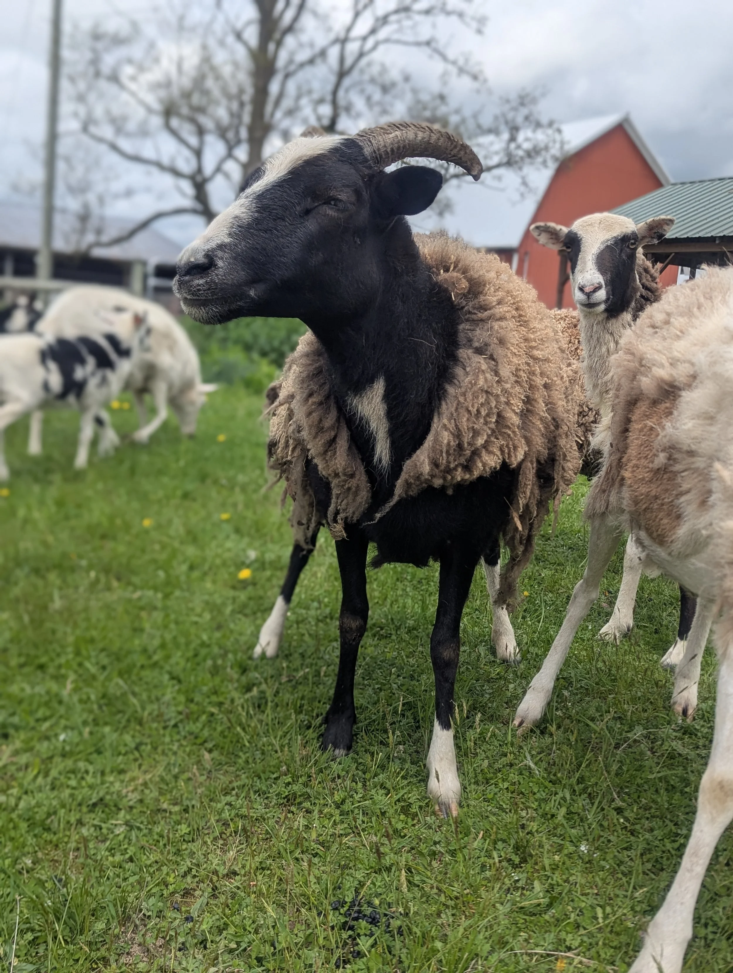 A black and white goat with curved horns and a thick, curly coat on a grassy farm with other goats and a red barn in the background.