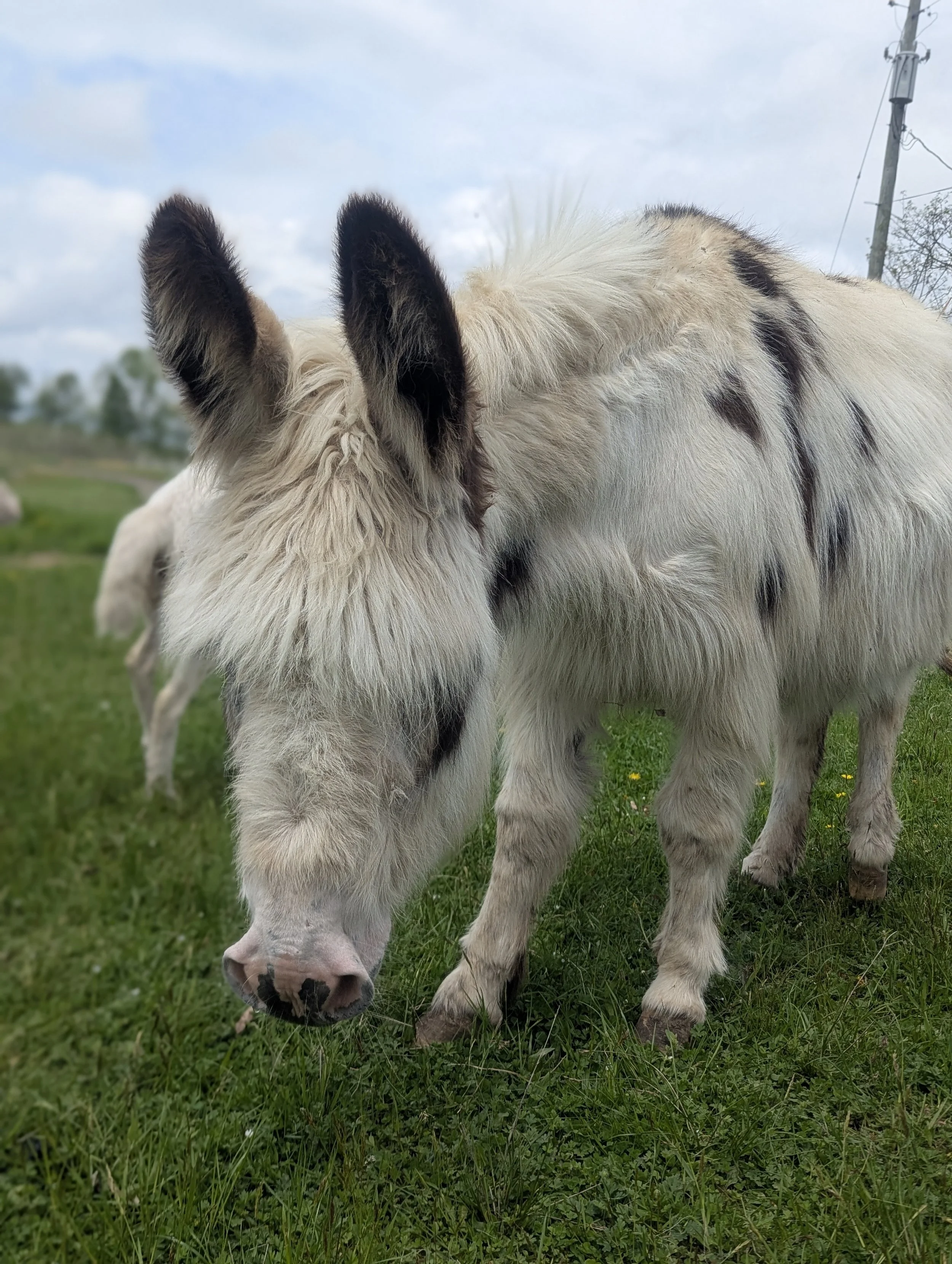 A close-up of a black and white spotted cow grazing on green grass in a field.