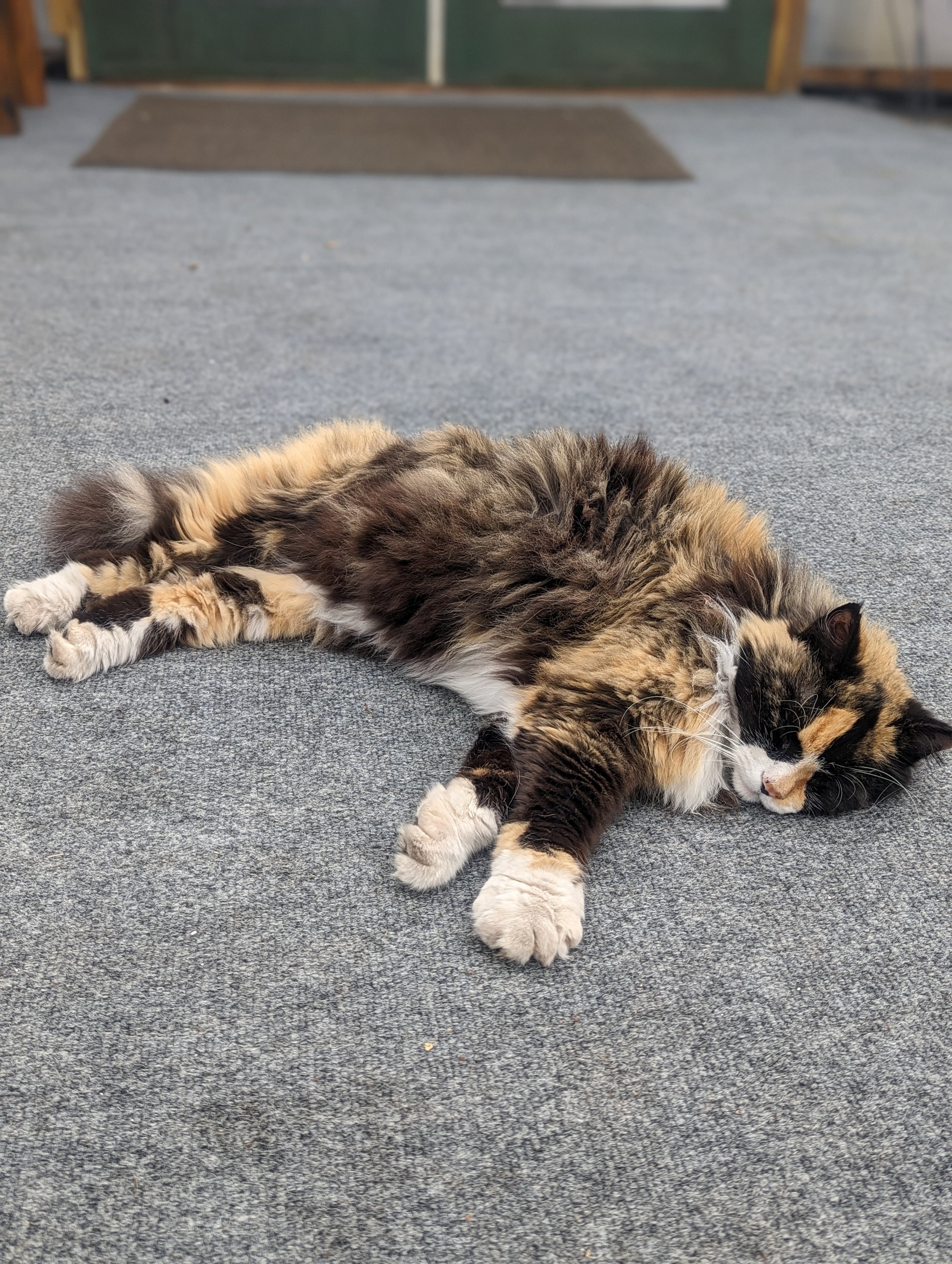 A fluffy calico cat lying on a gray carpet with eyes closed, appearing relaxed.