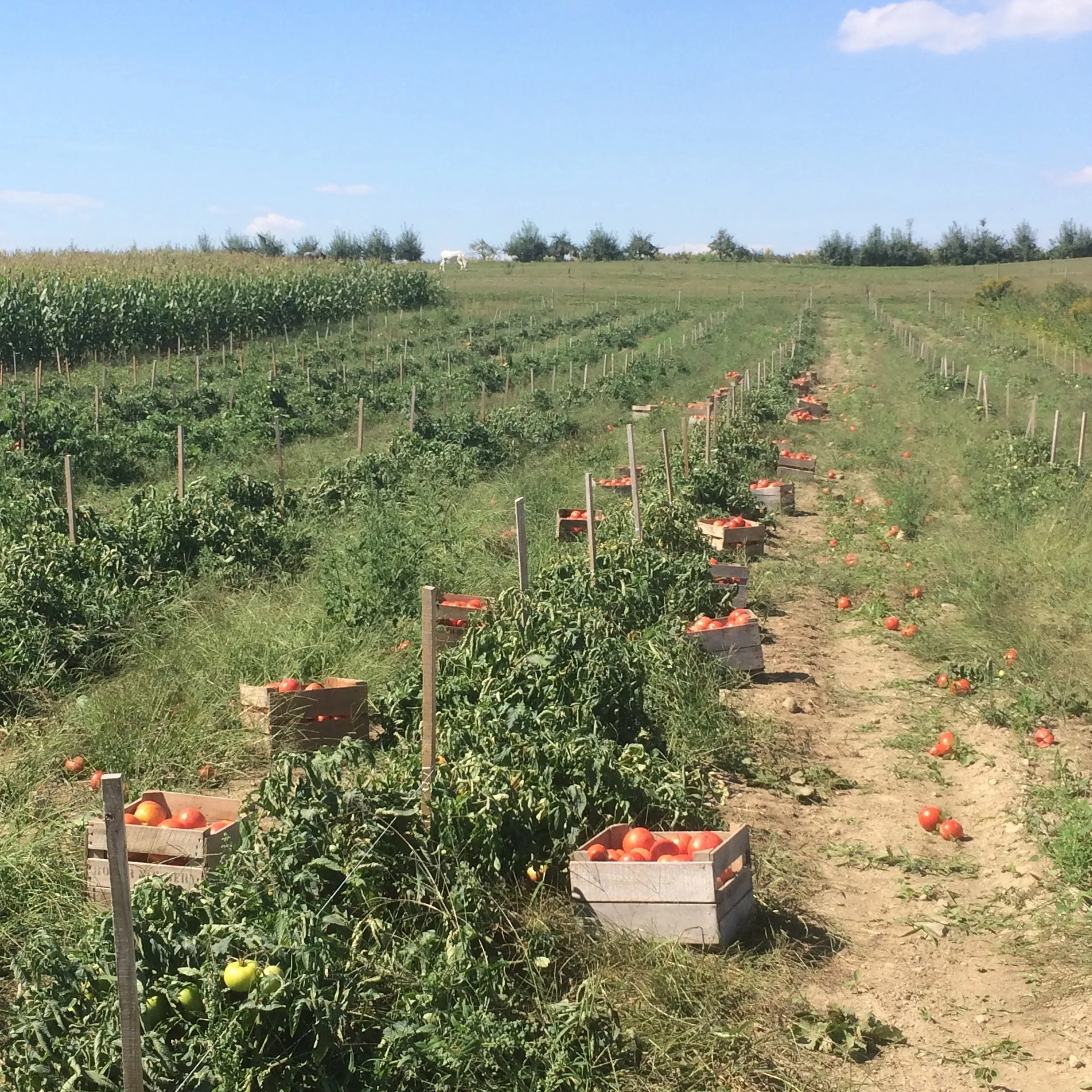 Rows of tomato plants in a farm field with ripe tomatoes in wooden crates, and a clear blue sky overhead.