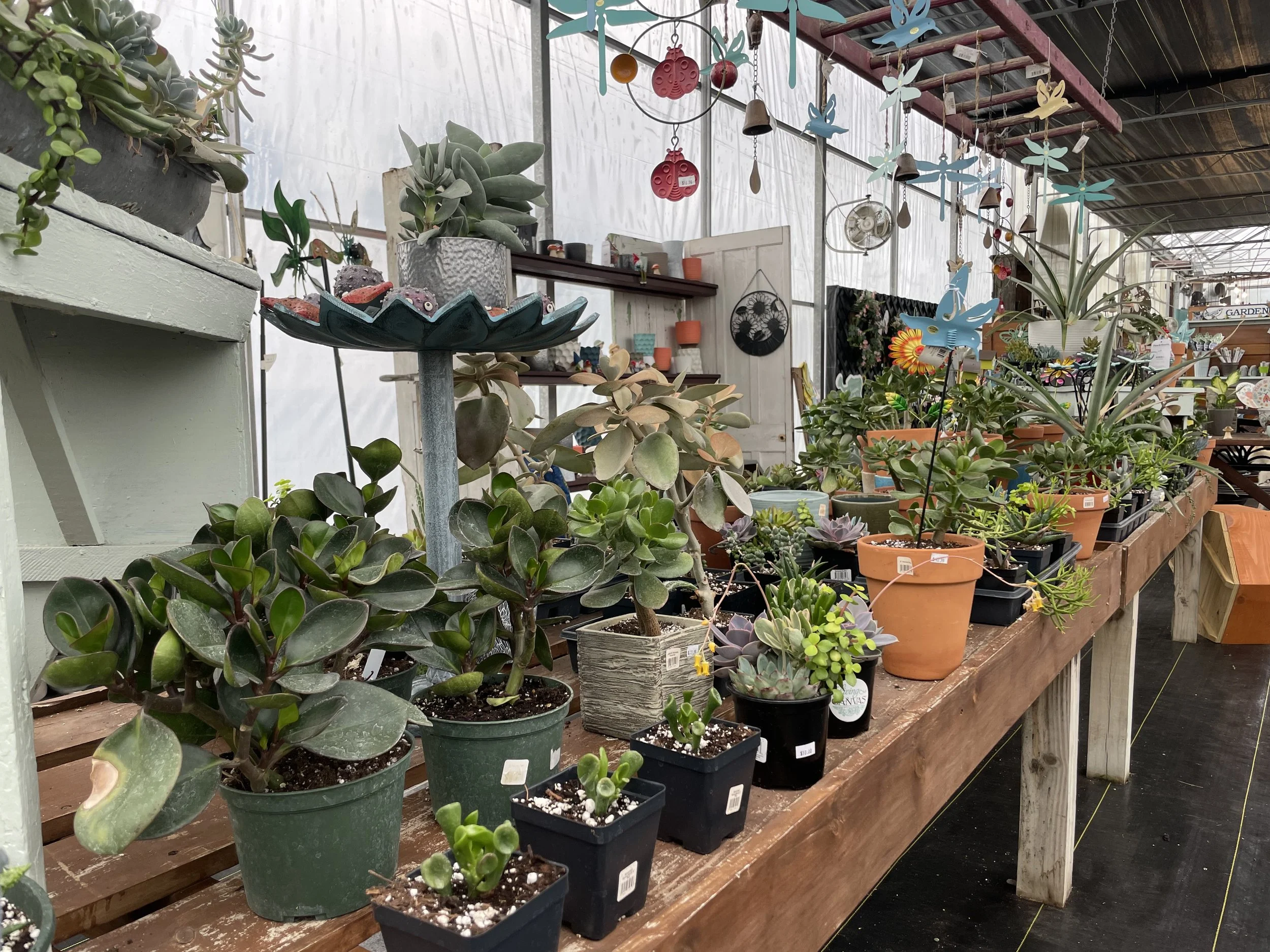 Display of various potted succulents and plants on wooden tables inside a greenhouse or plant shop, with hanging decorative items above.