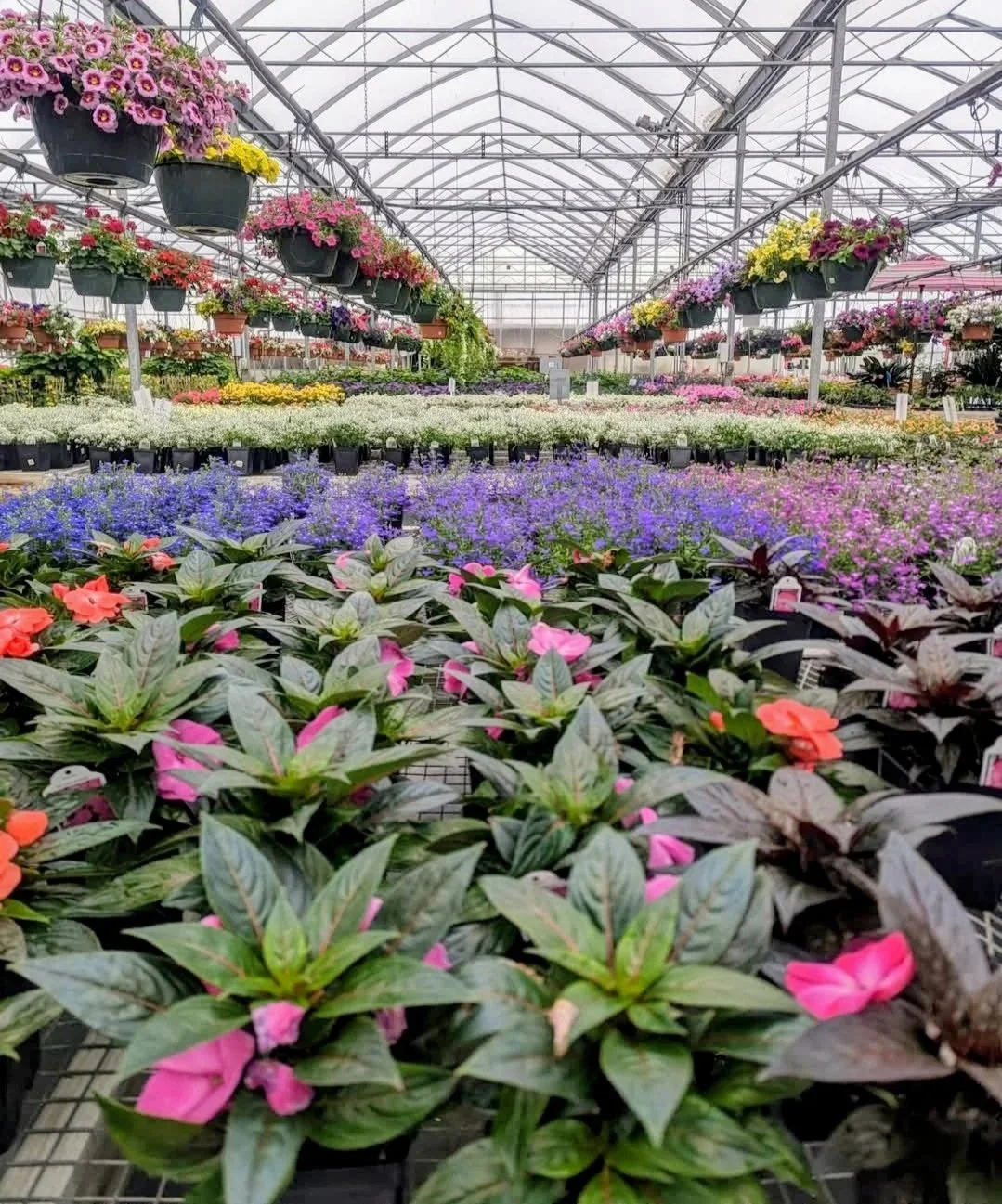 Inside a greenhouse filled with hanging and potted colorful flowers, including pink, purple, yellow, and white blooms, arranged in rows and creating a vibrant, lush setting.