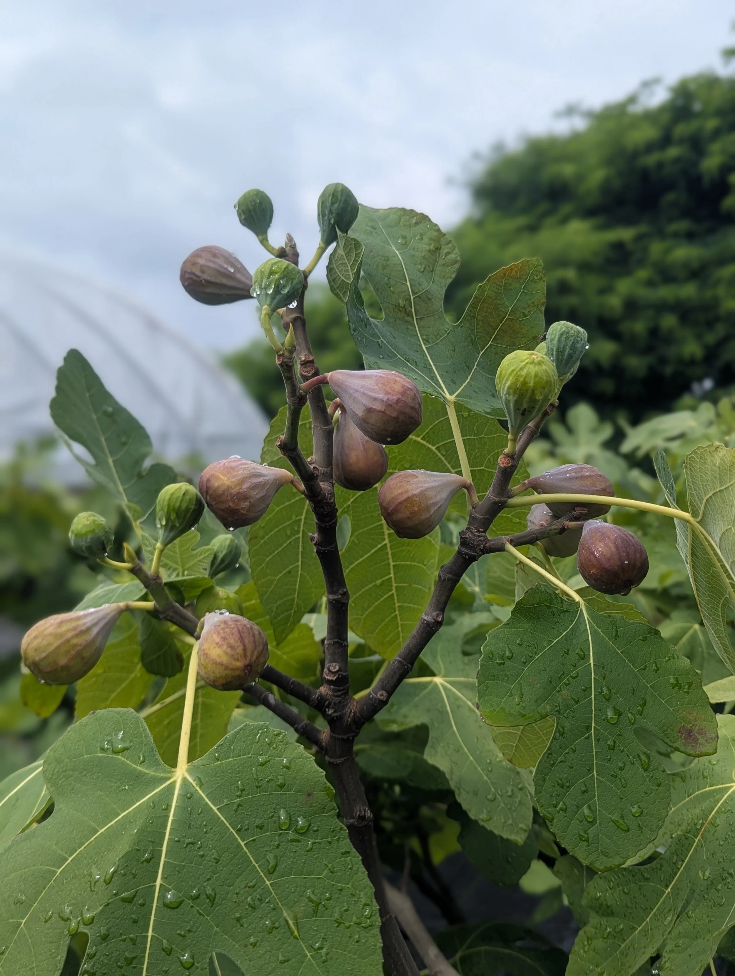 Close-up of a fig tree branch with green and purple figs and large green leaves with water droplets, in a garden setting.