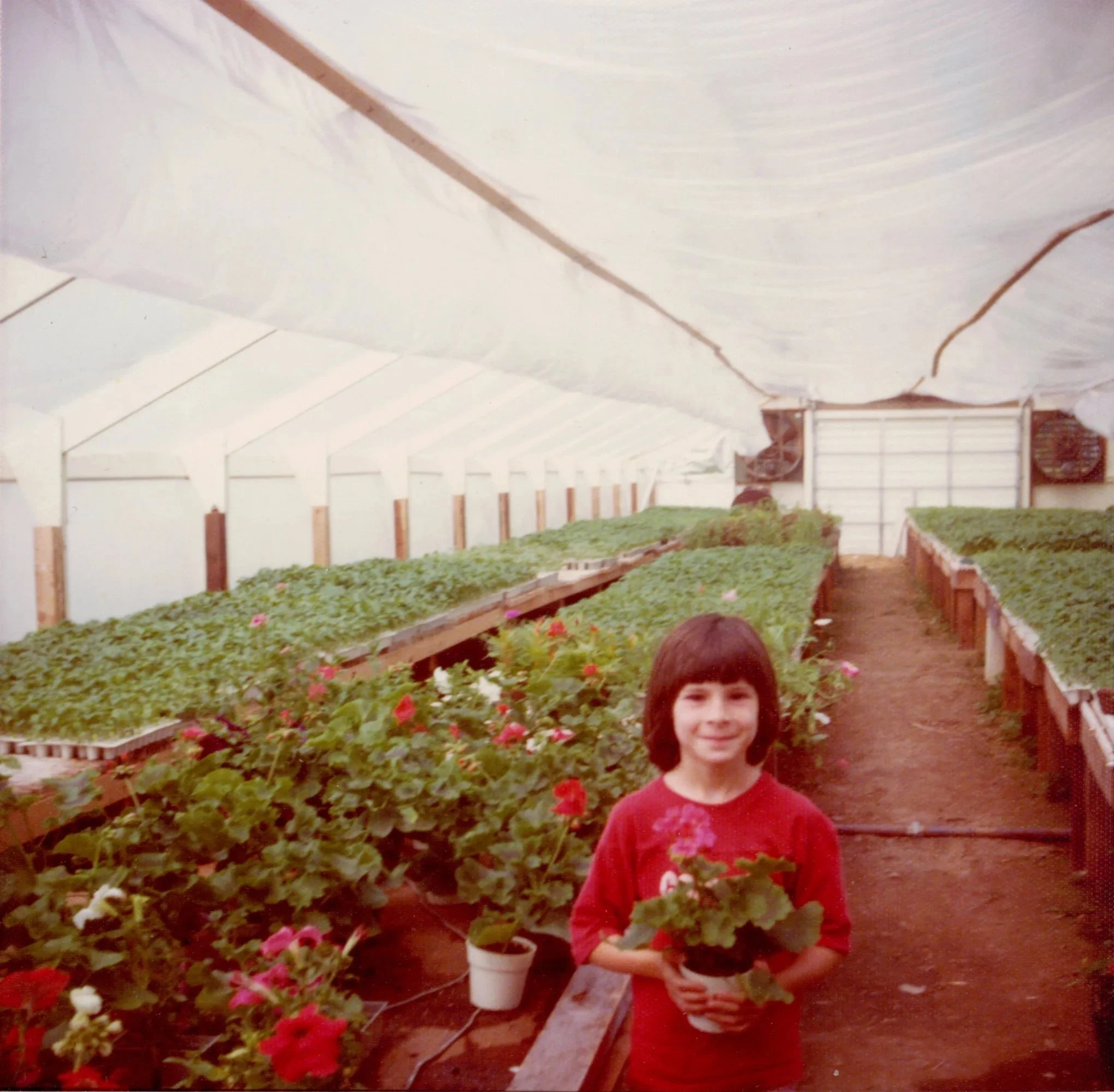 A young girl with dark hair holding a potted flower inside a greenhouse filled with rows of flowering plants.