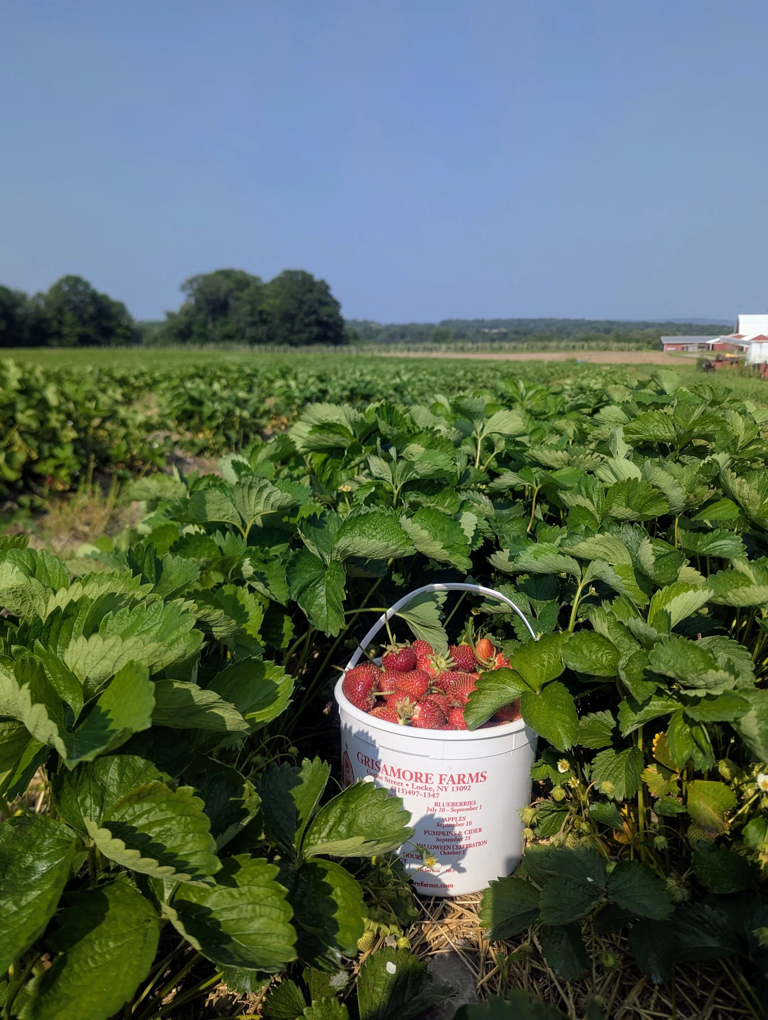 A bucket of freshly picked strawberries in a strawberry farm, with lush green plants and a farm building in the background under a clear blue sky.