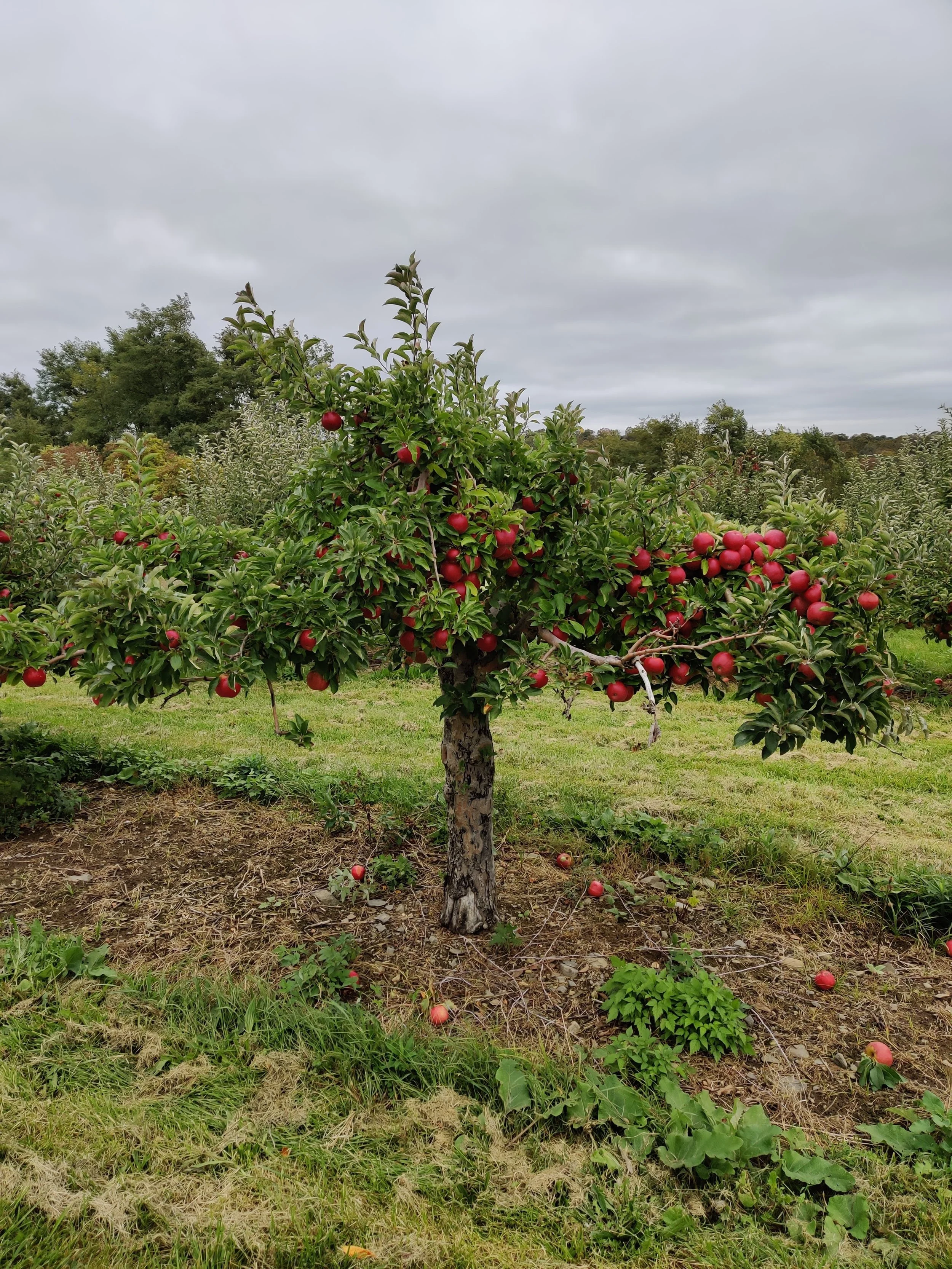 An apple tree in an orchard with red apples hanging on its branches, some apples on the ground, and a cloudy sky overhead.