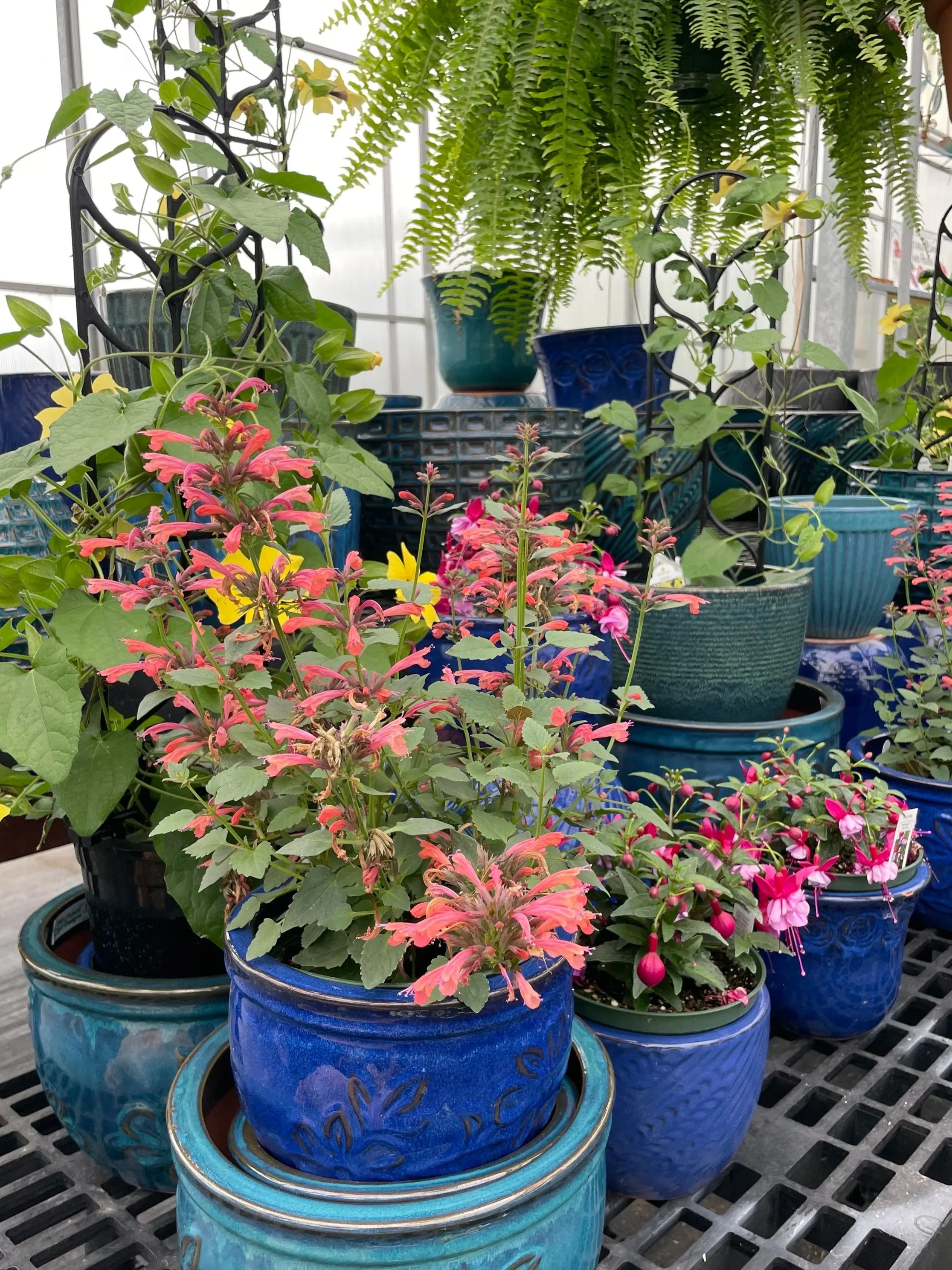 Various colorful potted plants, including pink and red flowers, in a greenhouse or garden center with a fern hanging overhead.