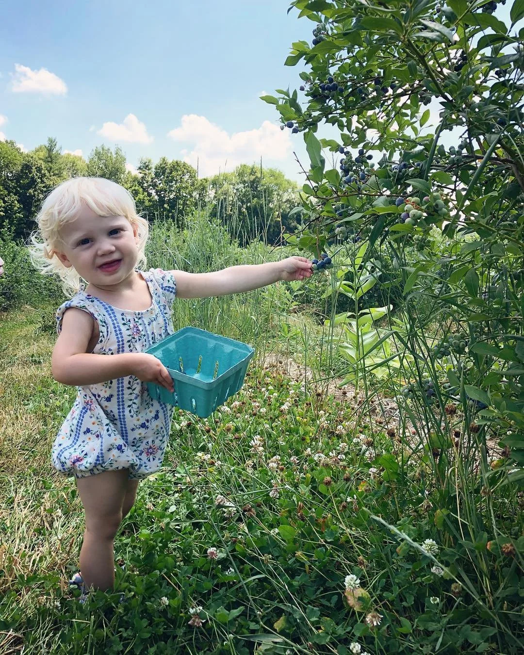 A young girl with blonde hair, wearing a patterned romper, picking blueberries from a bush in a grassy outdoor area under a blue sky with some clouds.