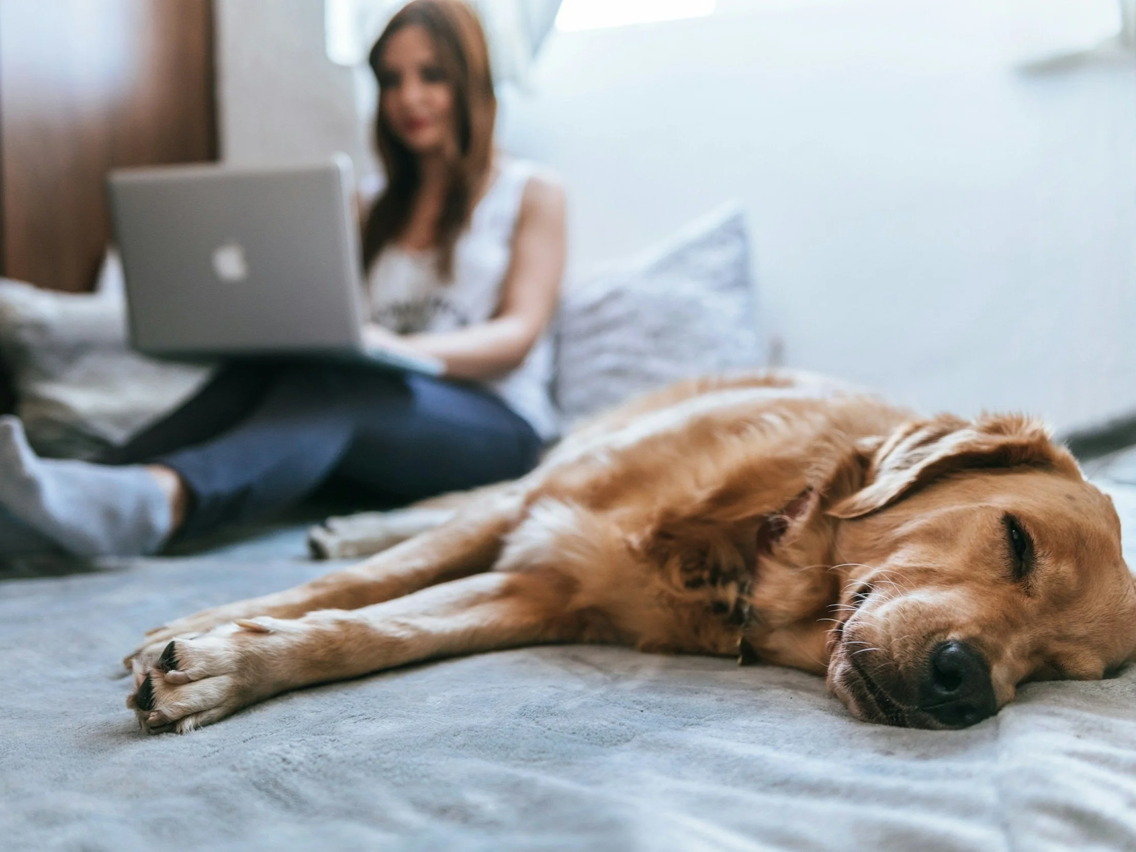 Woman with long light brown hair, white muscle tank top, blue jeans and gray socks is sitting upright looking at her macbook computer on her bed.  Golden retriever dog is sleeping beside her.