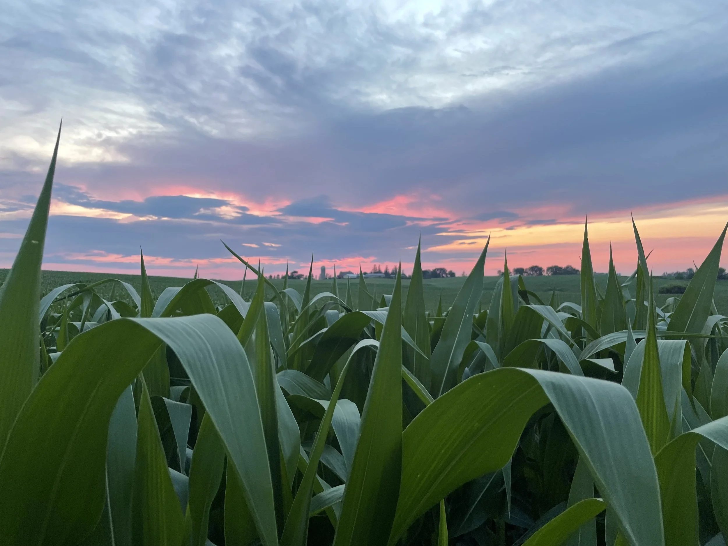 Tall green corn plants with pointed leaves in a field at sunset, with a partly cloudy sky showing pink, purple, and blue hues.