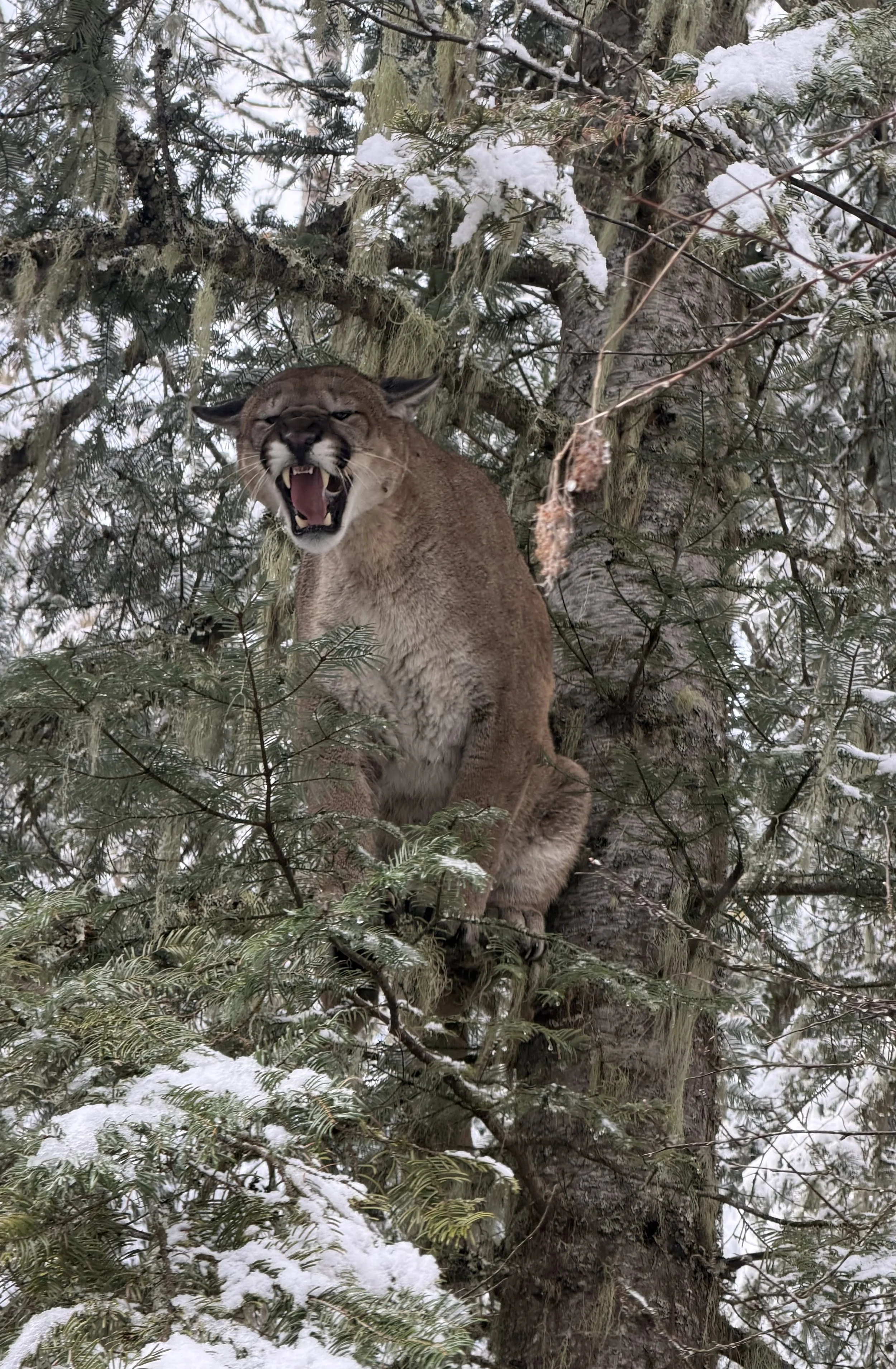 A mountain lion sitting on a tree branch, roaring with its mouth open, surrounded by snow-covered evergreen trees.