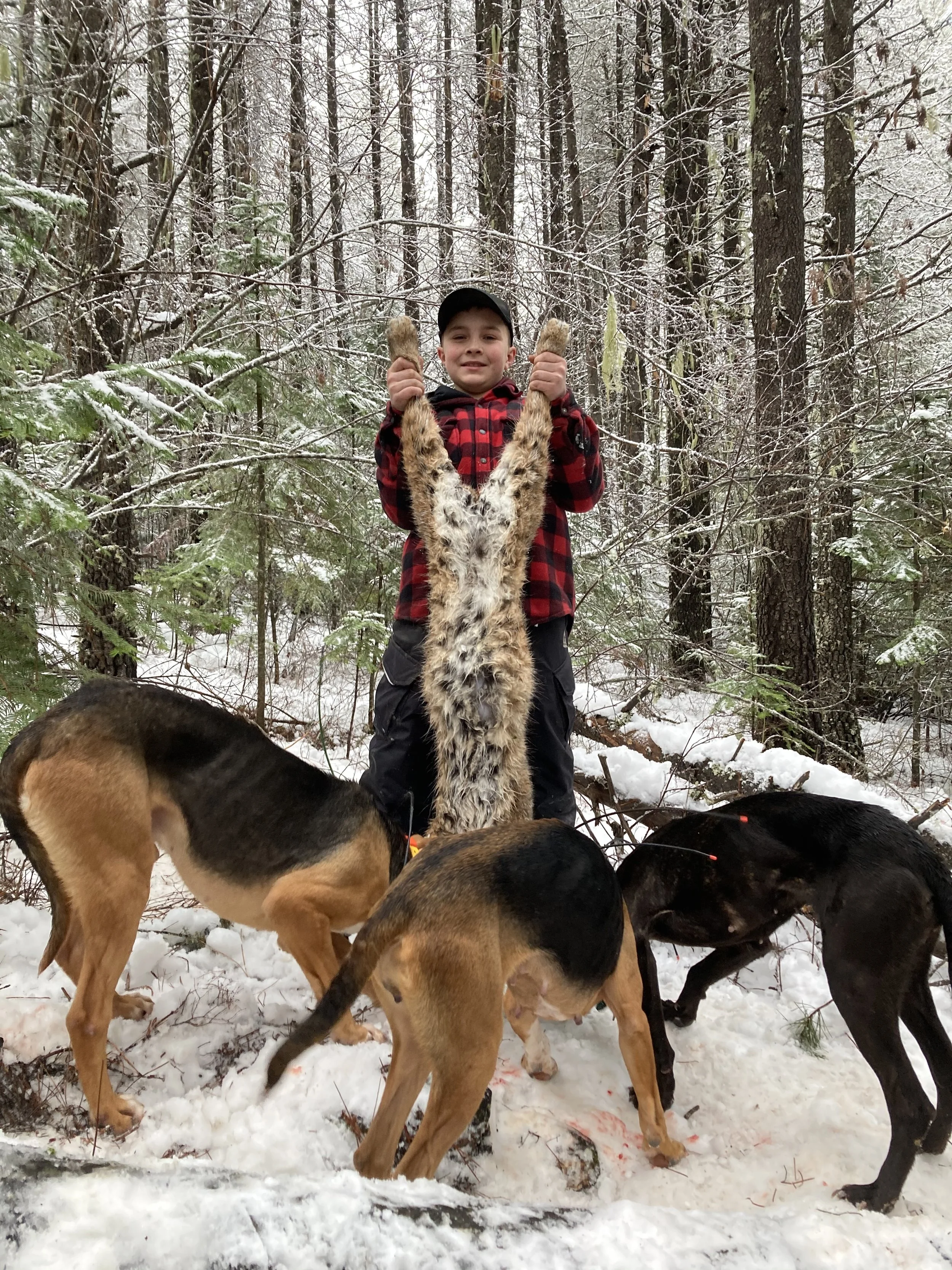 A boy in a red and black checkered shirt holding a large dead coyote in a snowy forest. Three dogs are sniffing around the animal's head.