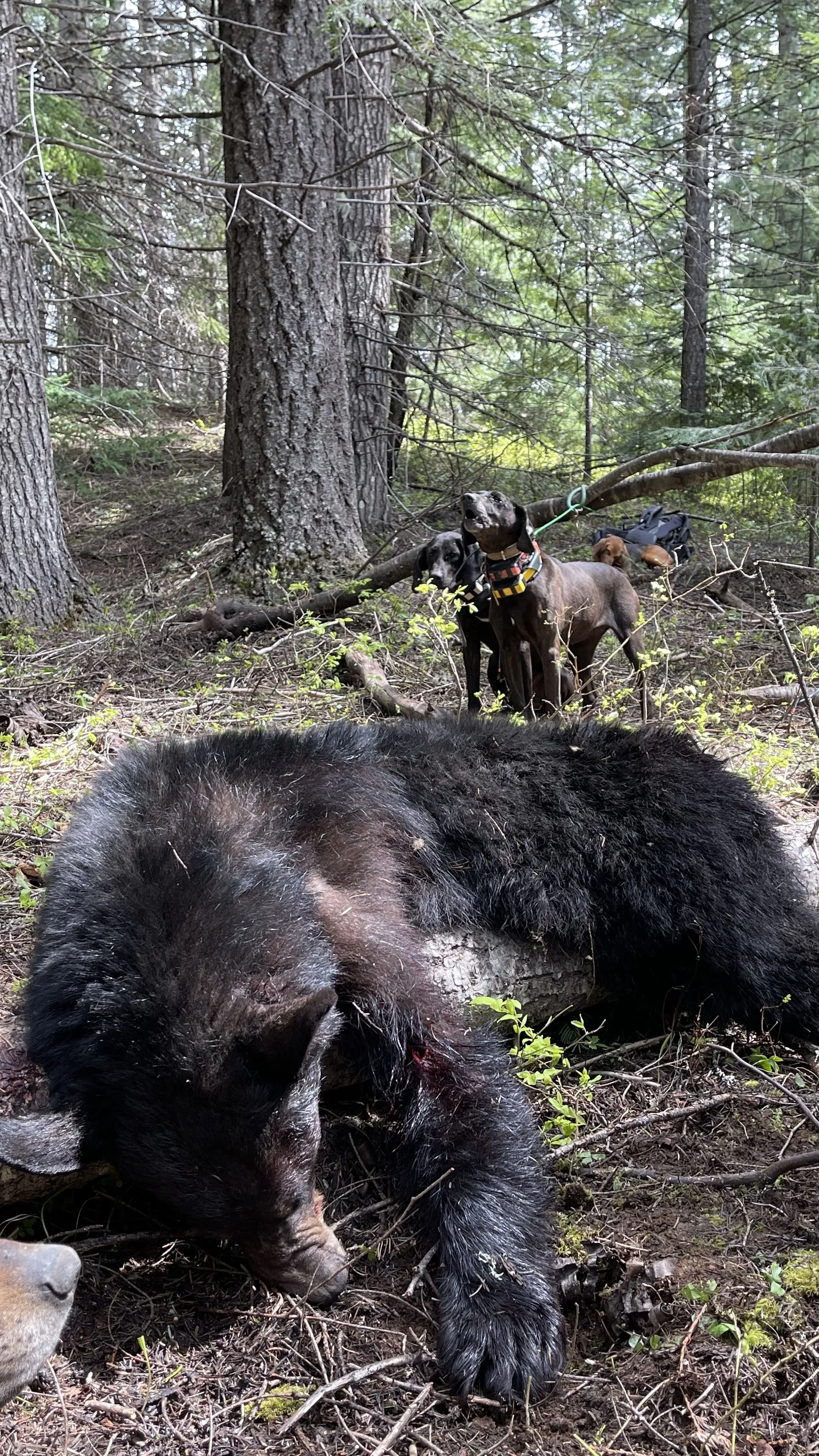 A dead black bear lying on the forest floor with a wound visible. In the background, three dogs and a cat are standing among trees, with a backpack on the ground.