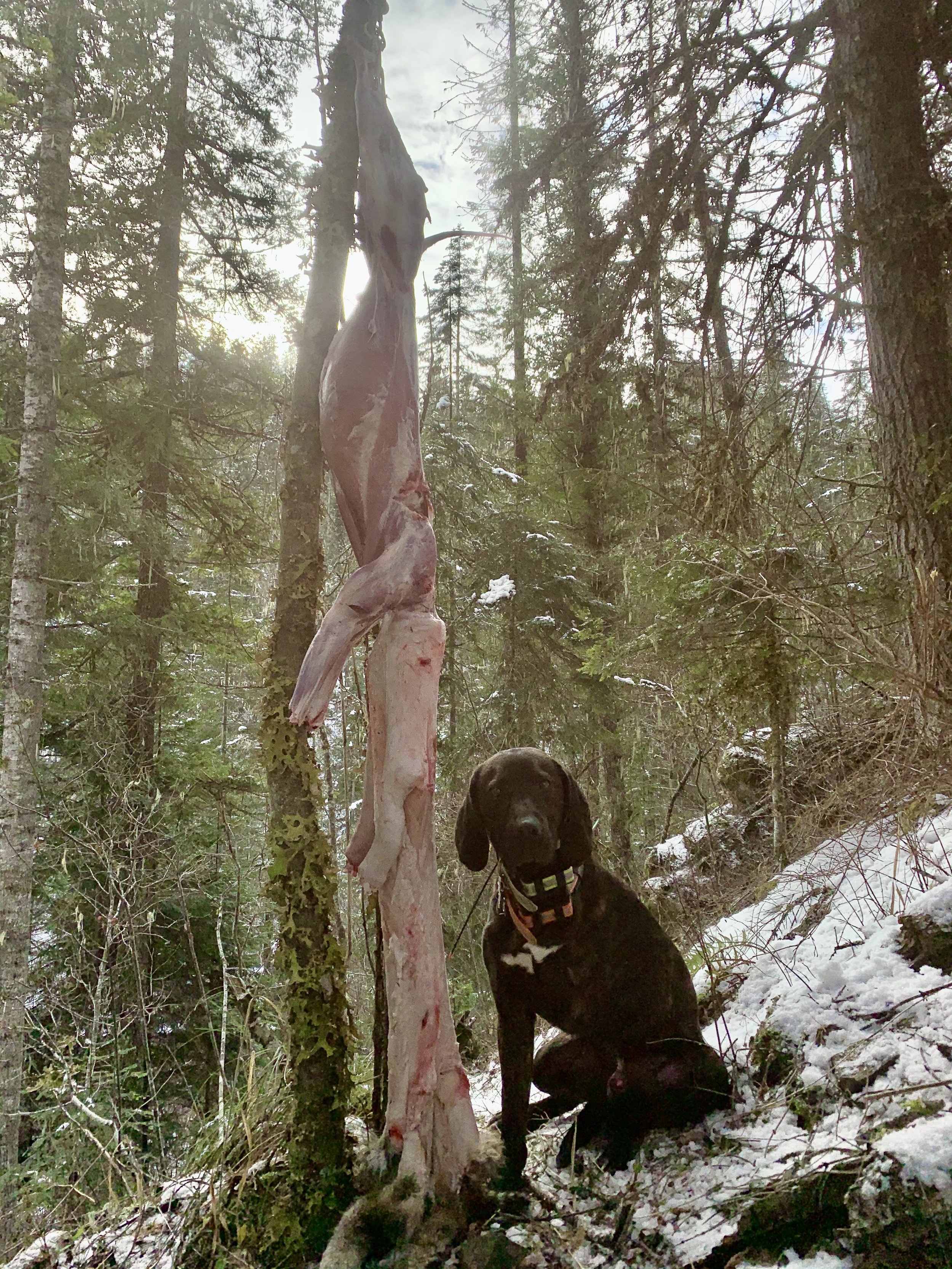 A black dog sitting in a snowy forest next to a large animal carcass hanging from a tree.