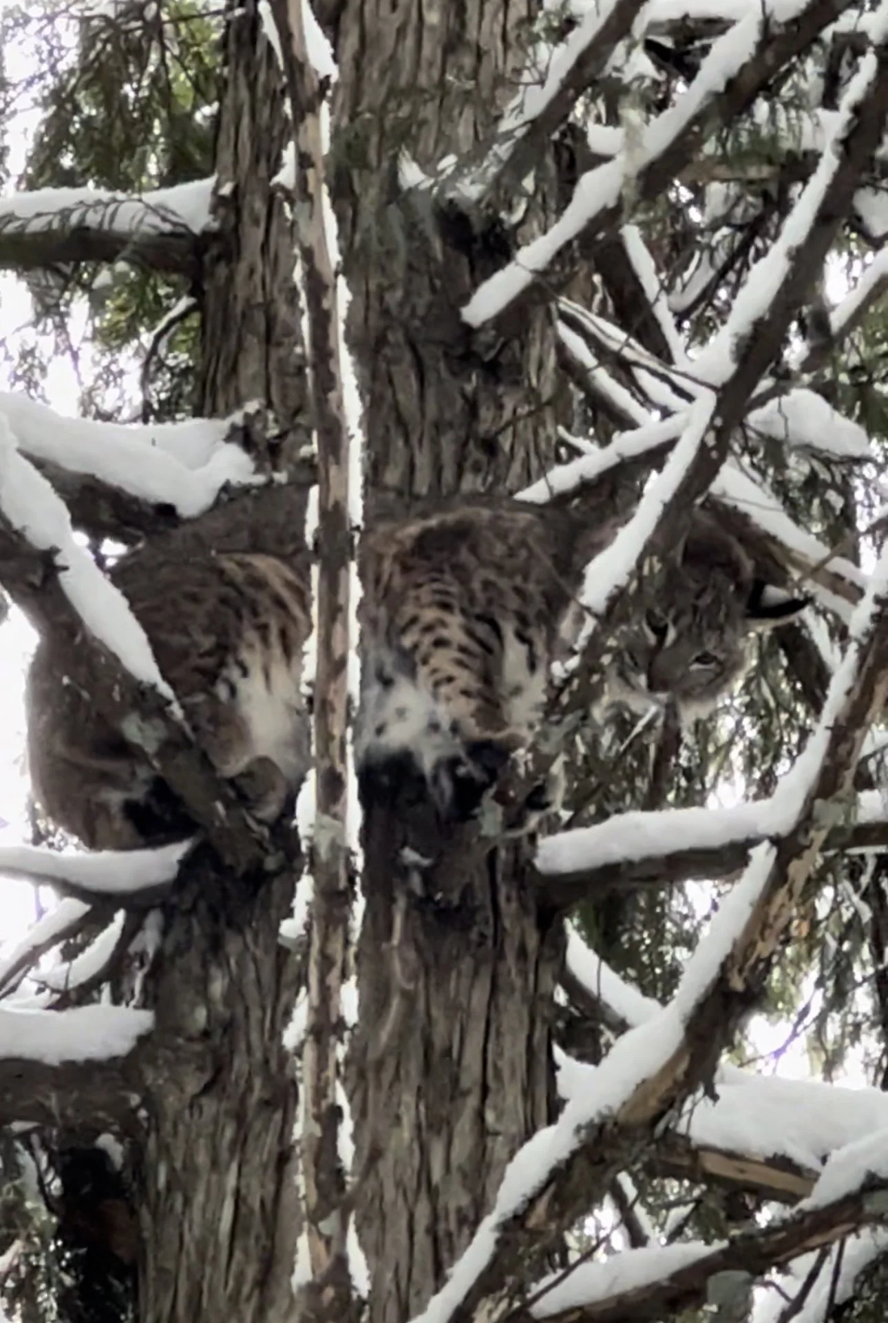 Two young bobcats resting among snow-covered branches of a tree.