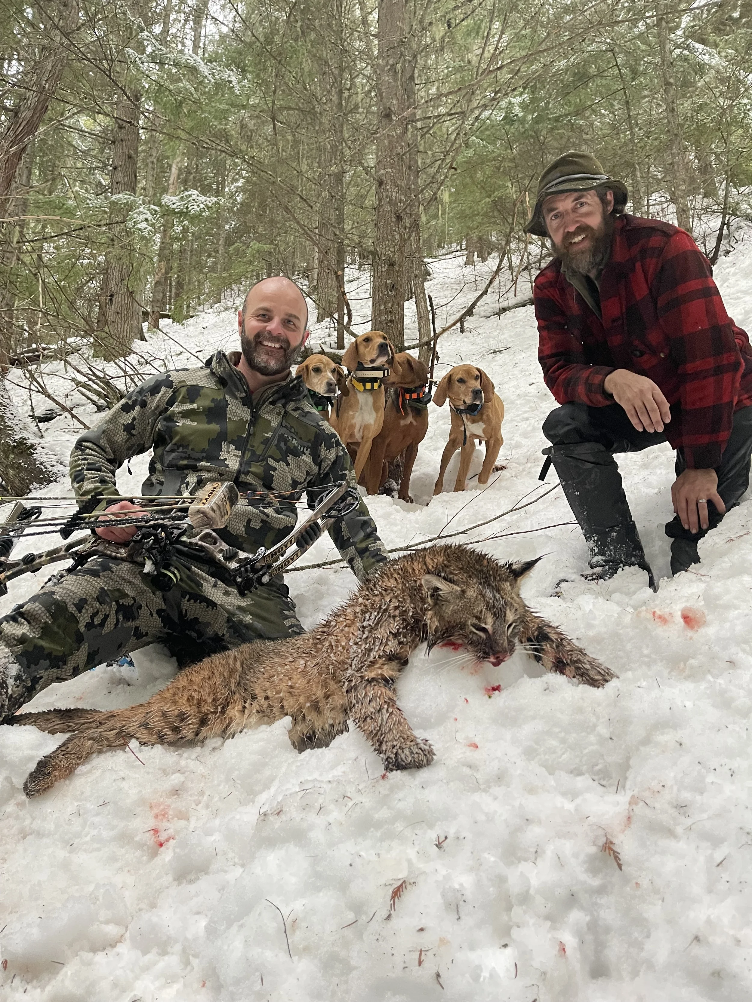 Two men in a snowy forest with four dogs and a wildcat. One man is crouching in camouflage with a bow, the other is in a red plaid shirt and hat. The wildcat is lying in the snow, appearing injured.