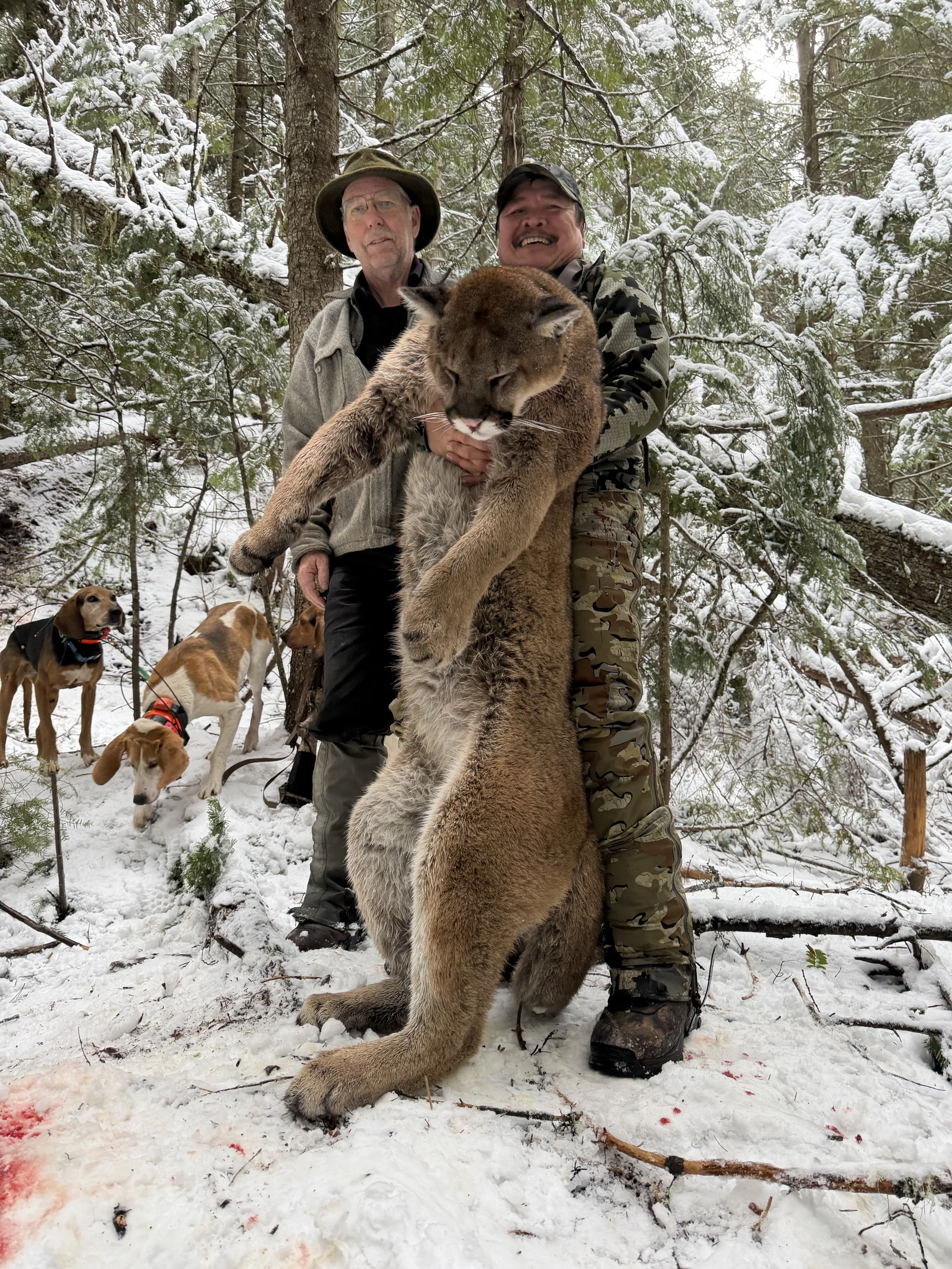 Two men, one older with glasses and a hat, and another younger in camouflage, hold a mountain lion up in a snowy forest. Three dogs are nearby, sniffing the snow, with one person in the background.