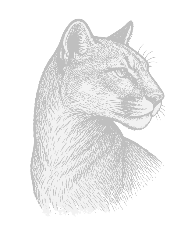 Illustration of a mountain lion's profile with detailed fur and facial features on a black background.