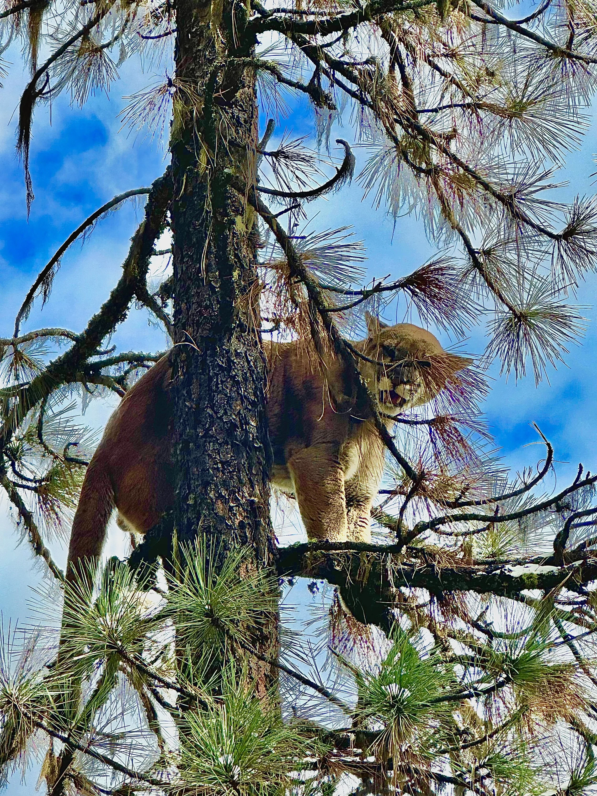 A mountain lion or cougar perched on a tree branch among pine tree branches against a blue sky.