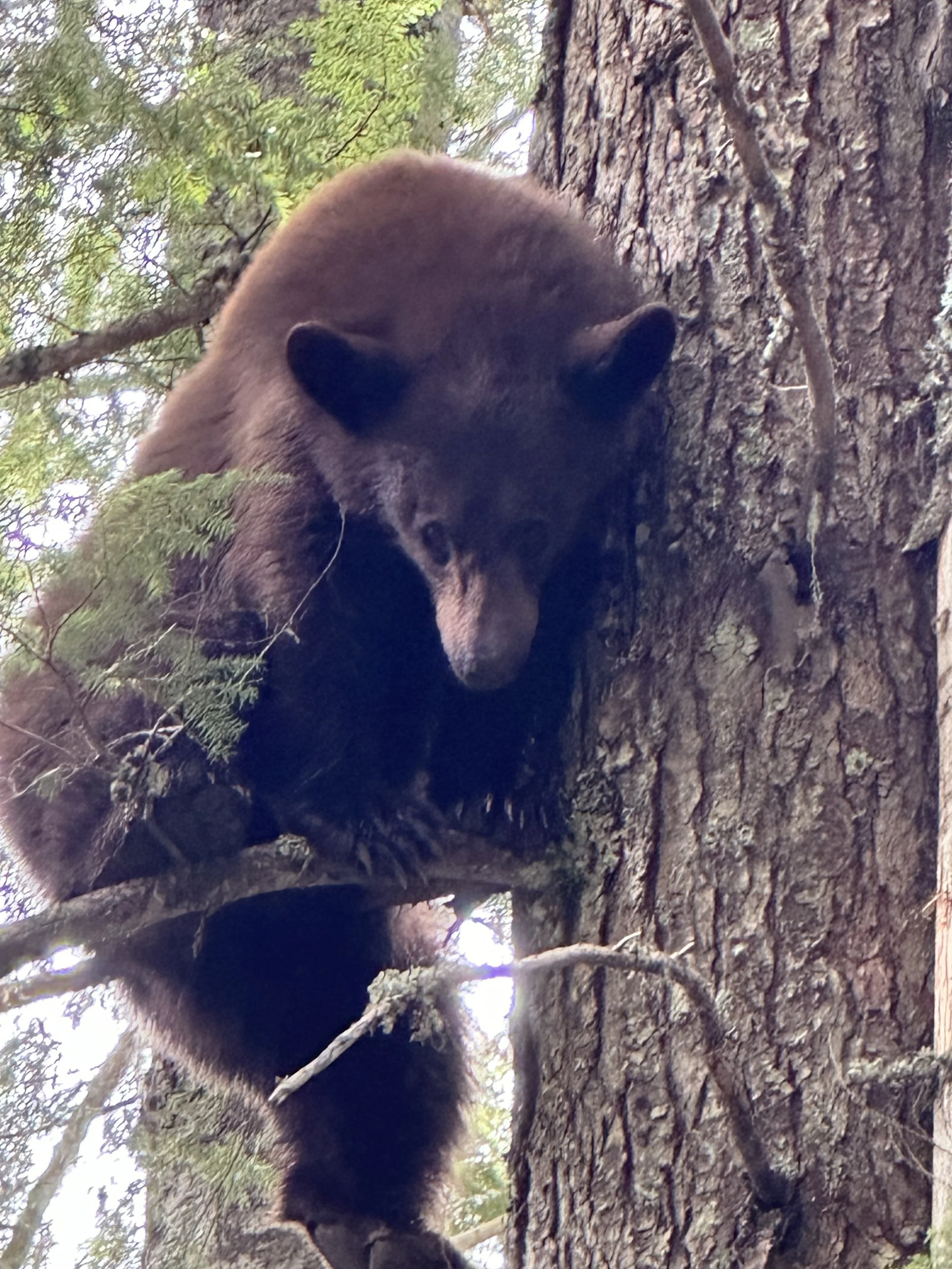 A black bear climbing a tree near the trunk.