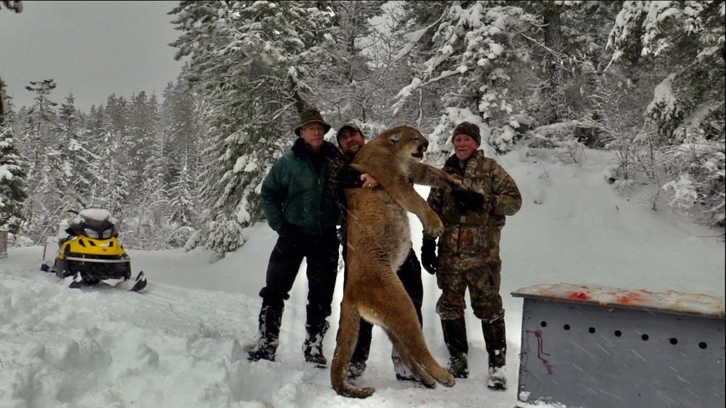 Four men in winter clothing holding a large mountain lion in a snowy forest, with a snowmobile nearby and a metal enclosure to the right.