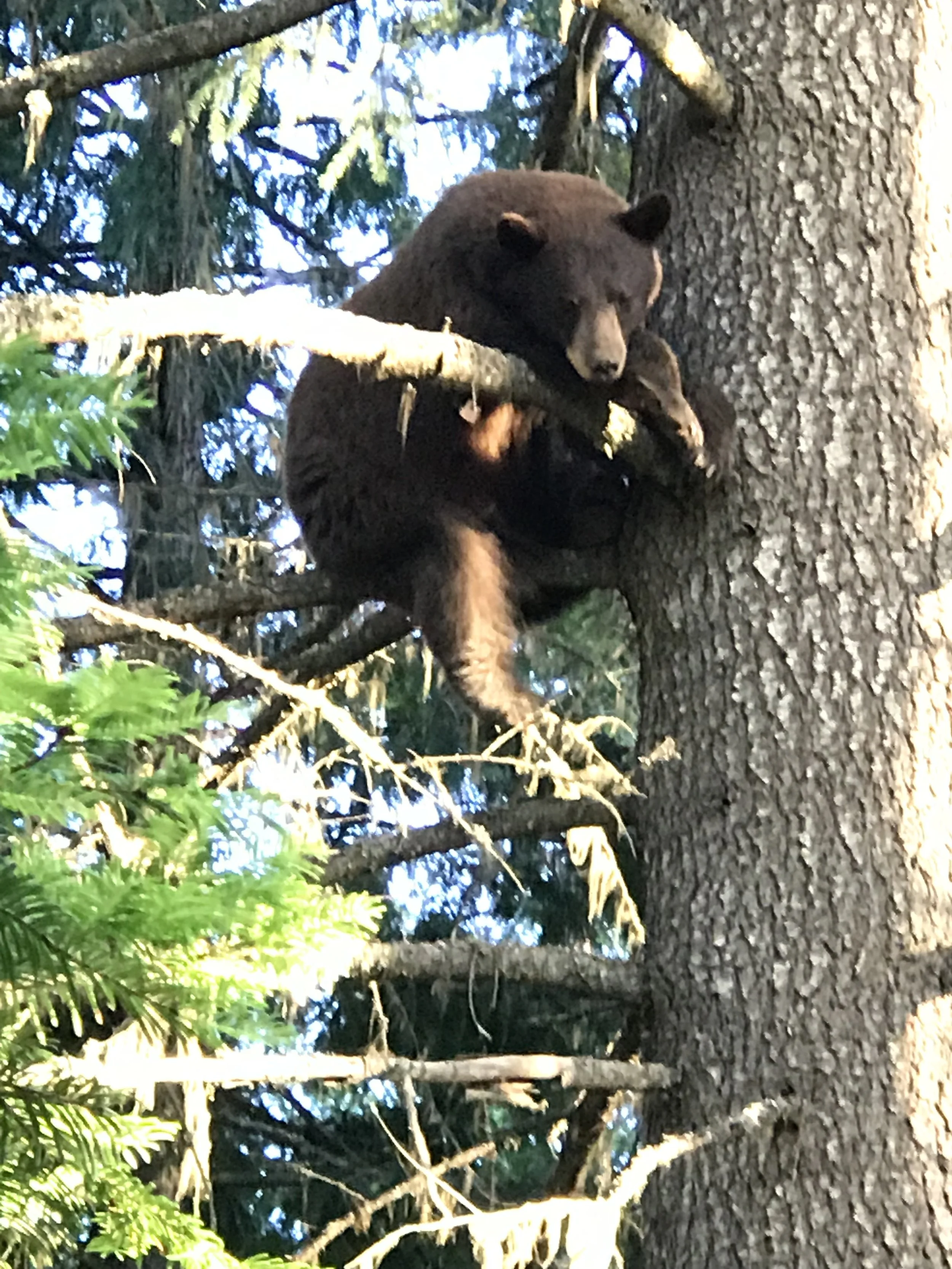 A brown bear cub resting on a tree branch high up in a forested area.