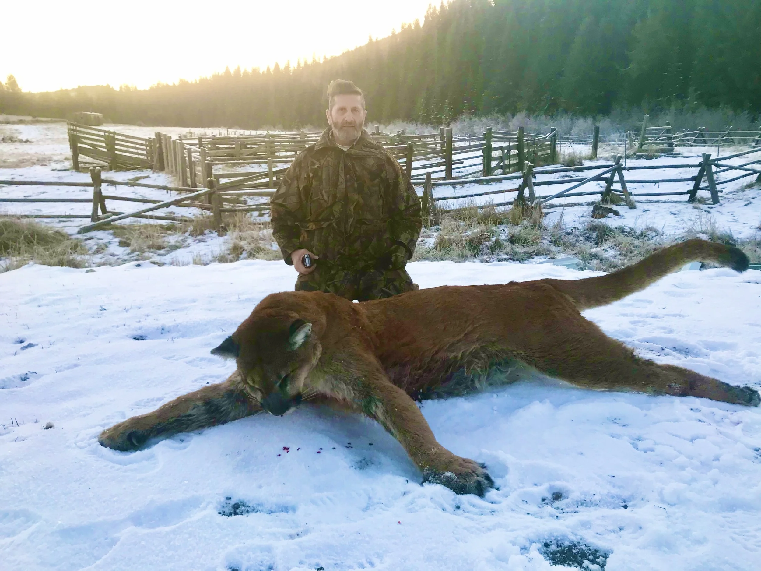 A man in camouflage clothing kneels beside a large, deceased mountain lion on snow-covered ground, with wooden fences and a forested landscape in the background at sunset.