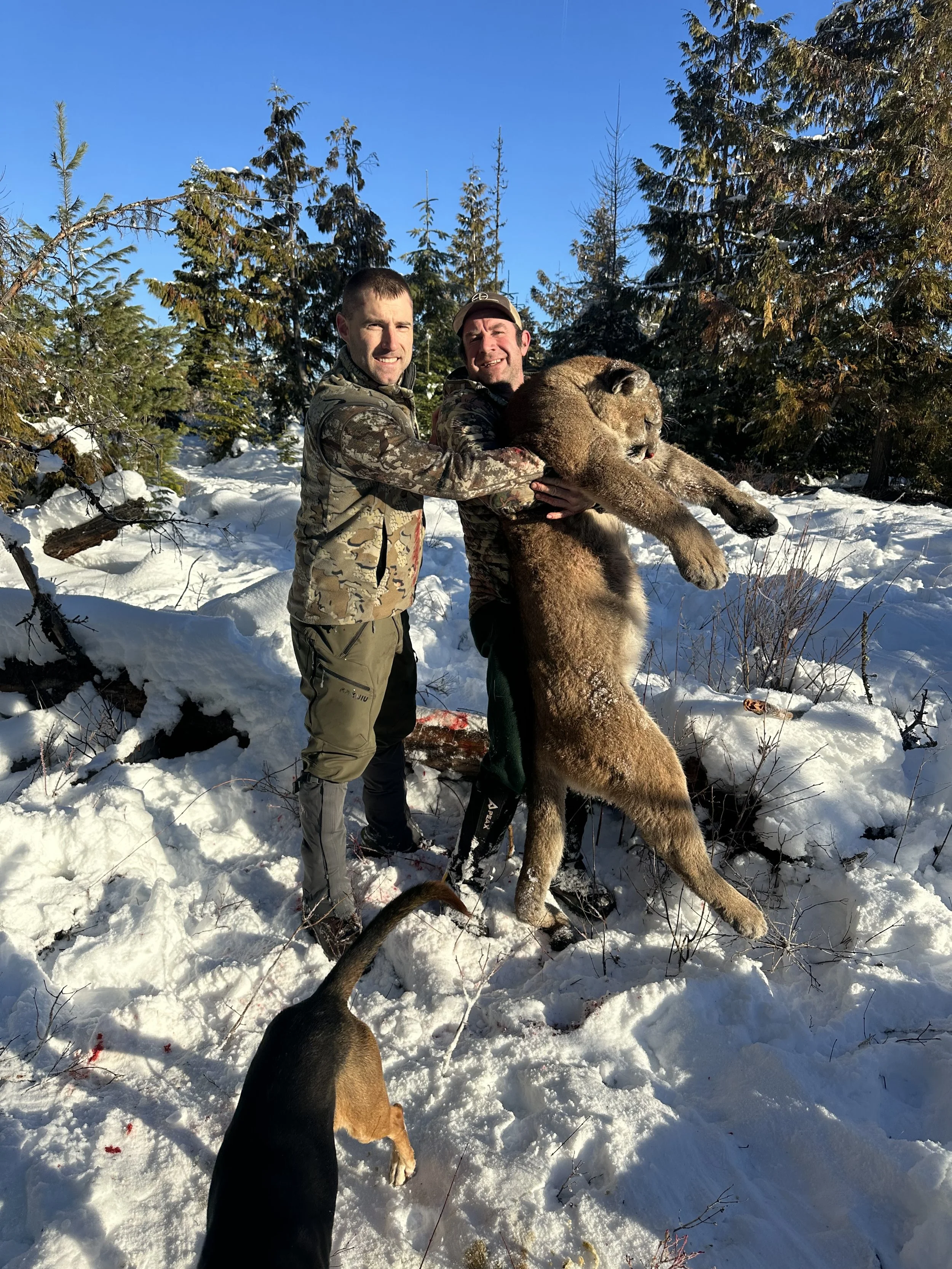 Two hunters in camouflage clothing holding a large mountain lion in a snowy forest with pine trees, accompanied by a hunting dog.