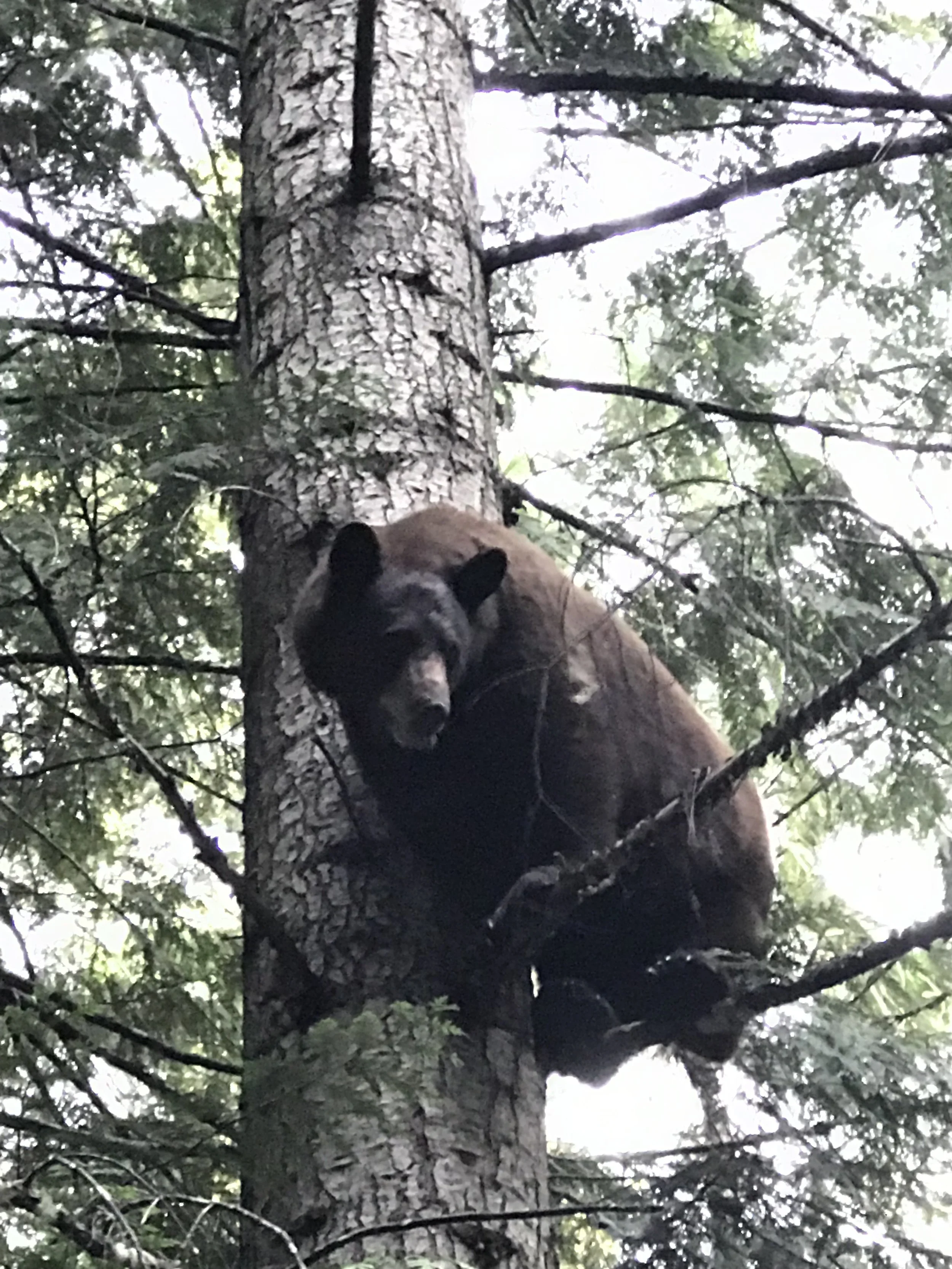 A black bear perched on a branch high in a tree, surrounded by green leaves and branches.