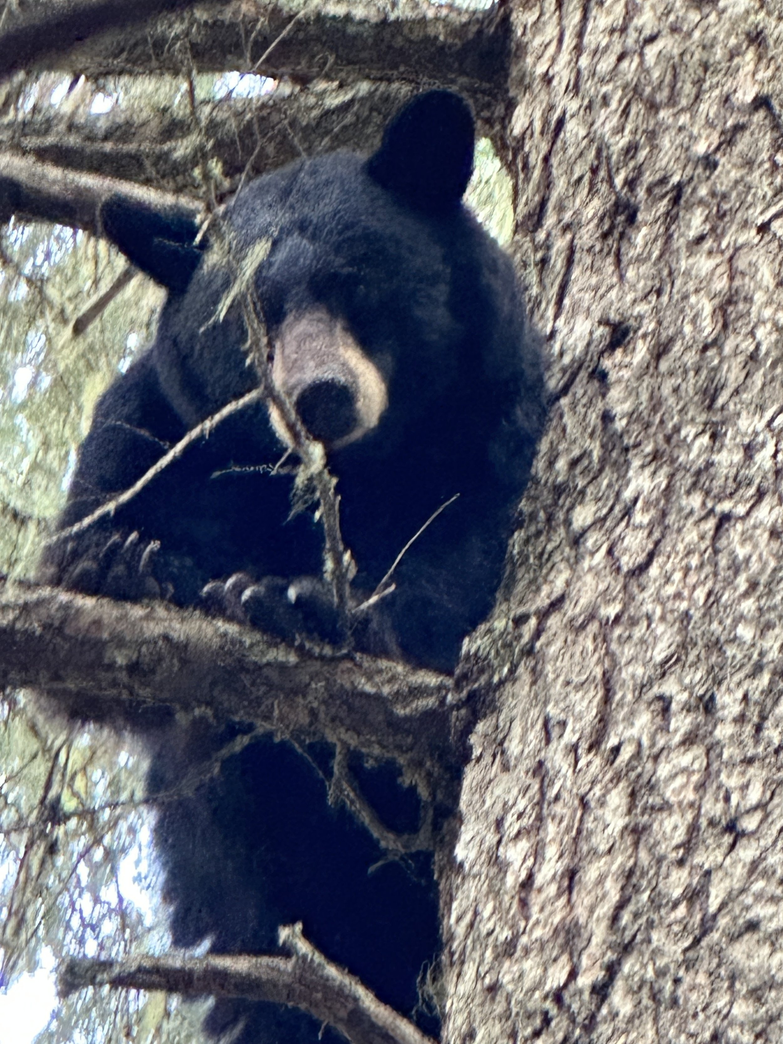 A black bear cub sitting on a tree branch surrounded by pine needles and branches.