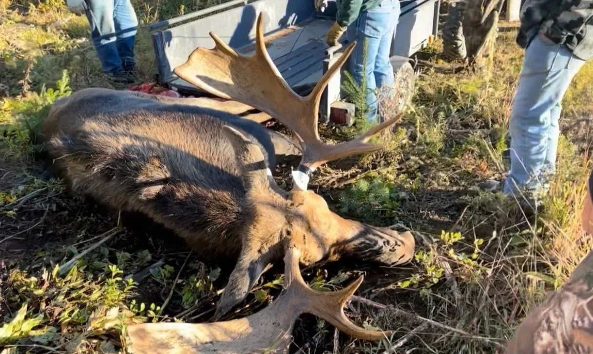 A large moose with impressive antlers lying on the ground next to a highway, with several people standing nearby.