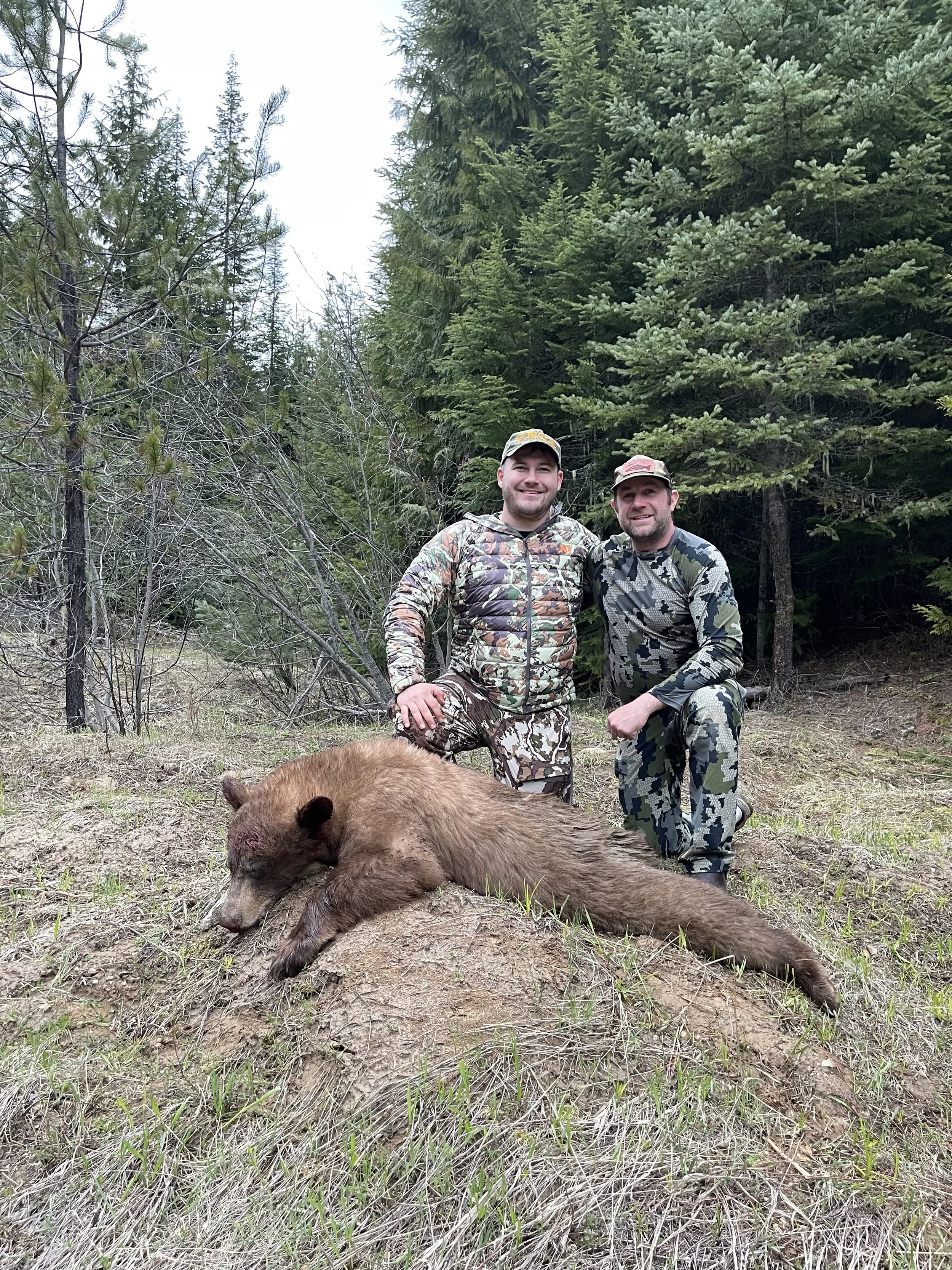Two men in camouflage clothing kneel next to a large fallen brown bear in a forested area with tall green trees in the background.