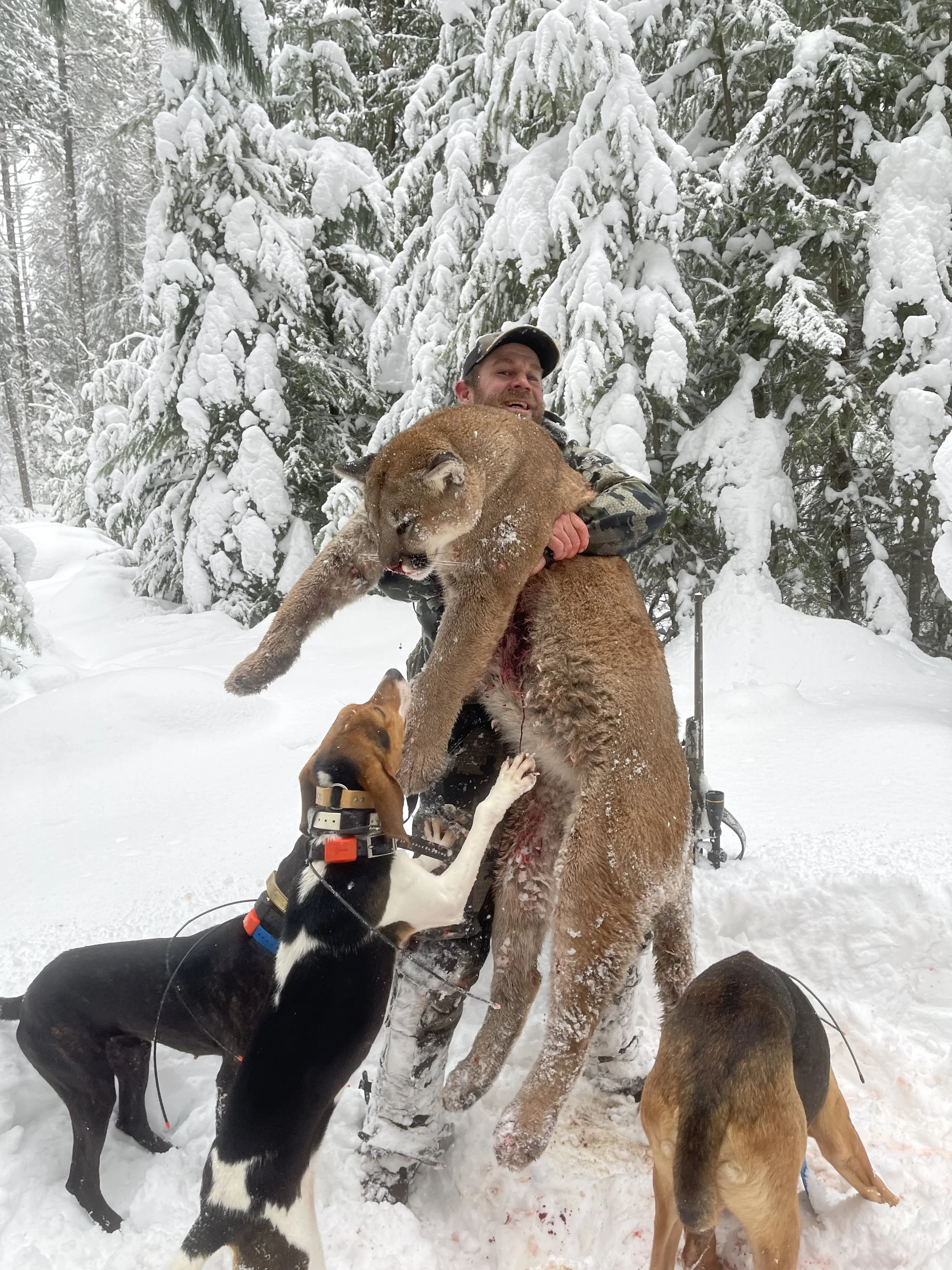 A man is holding a large mountain lion in a snowy wooded area, with three dogs nearby, one of which is biting the lion's leg.